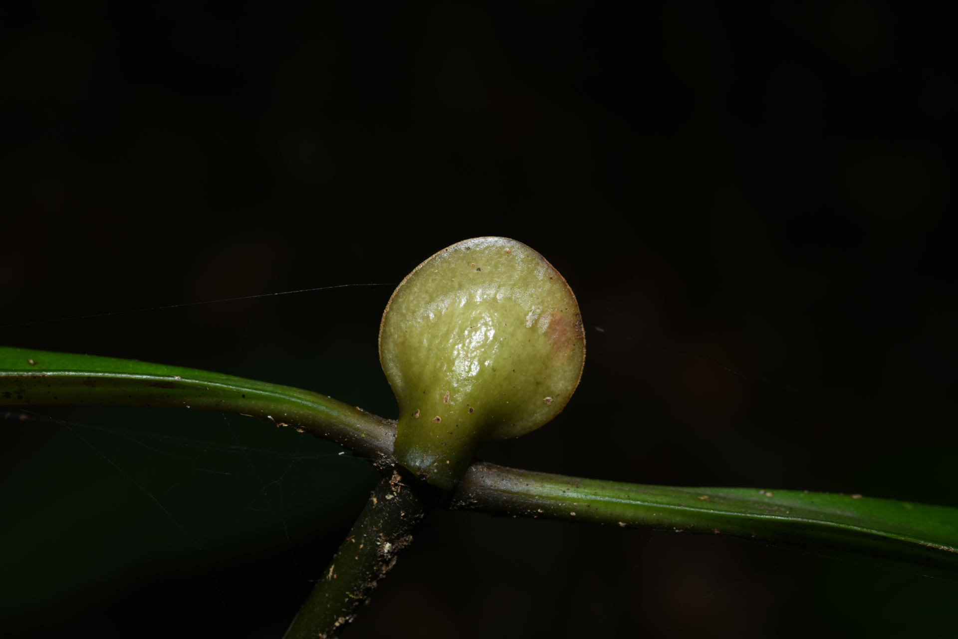 Psychotria cupularis (Müll.Arg.) Standl. - Photo Bivouac Naturaliste