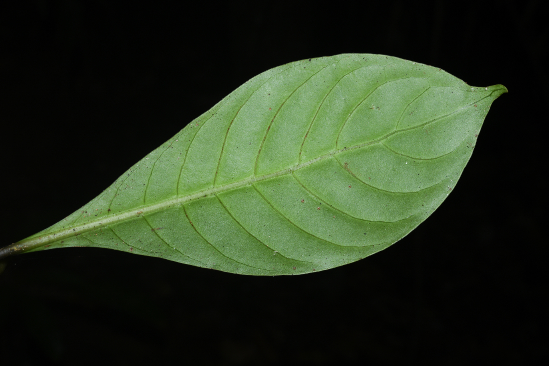 Psychotria cupularis (Müll.Arg.) Standl. - Photo Bivouac Naturaliste