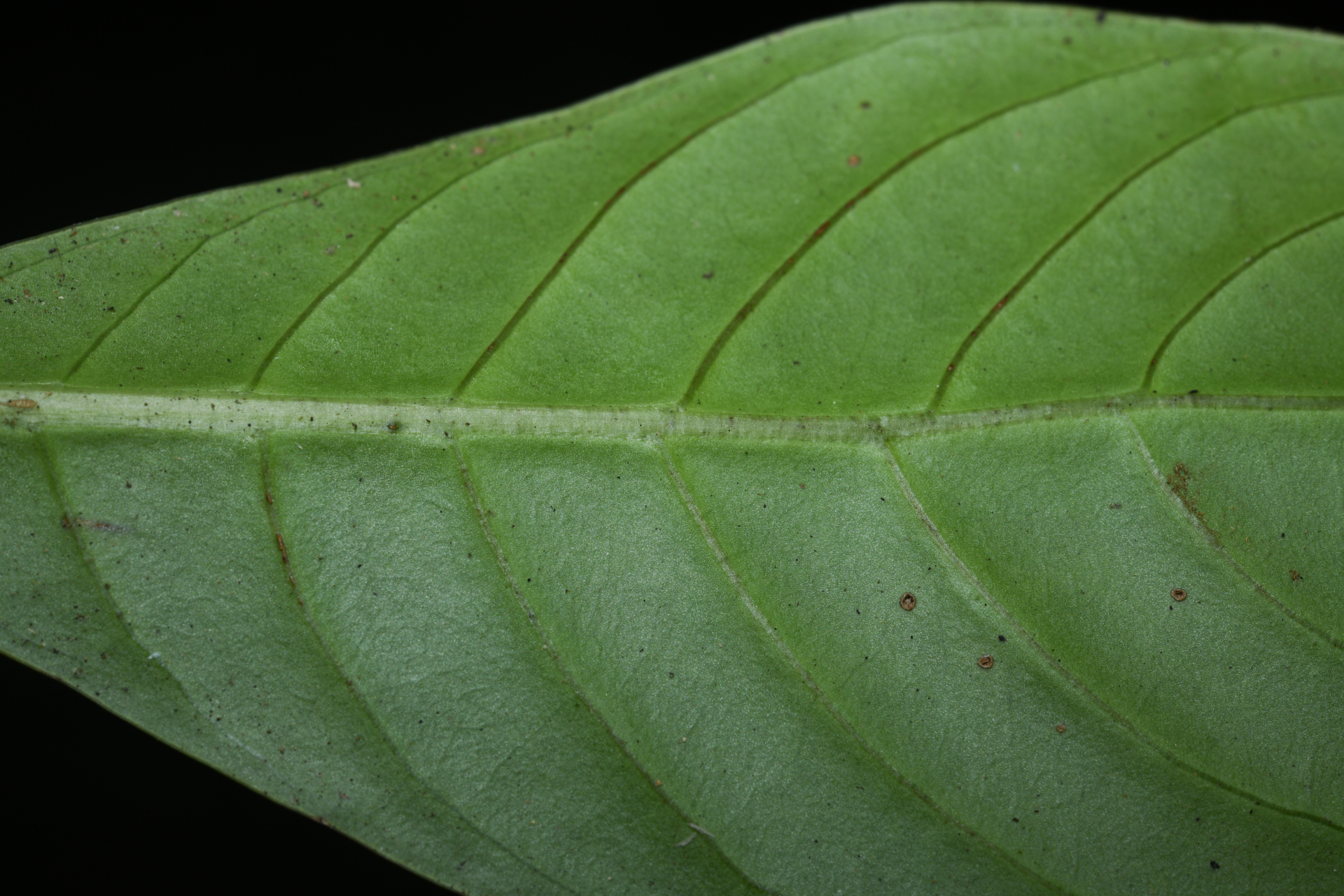 Psychotria cupularis (Müll.Arg.) Standl. - Photo Bivouac Naturaliste