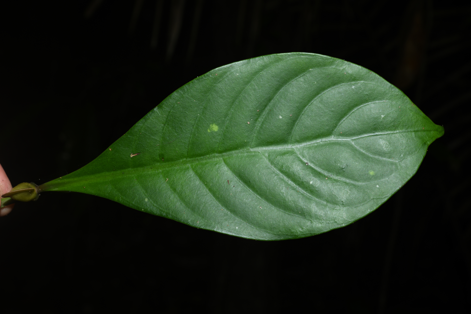 Psychotria cupularis (Müll.Arg.) Standl. - Photo Bivouac Naturaliste