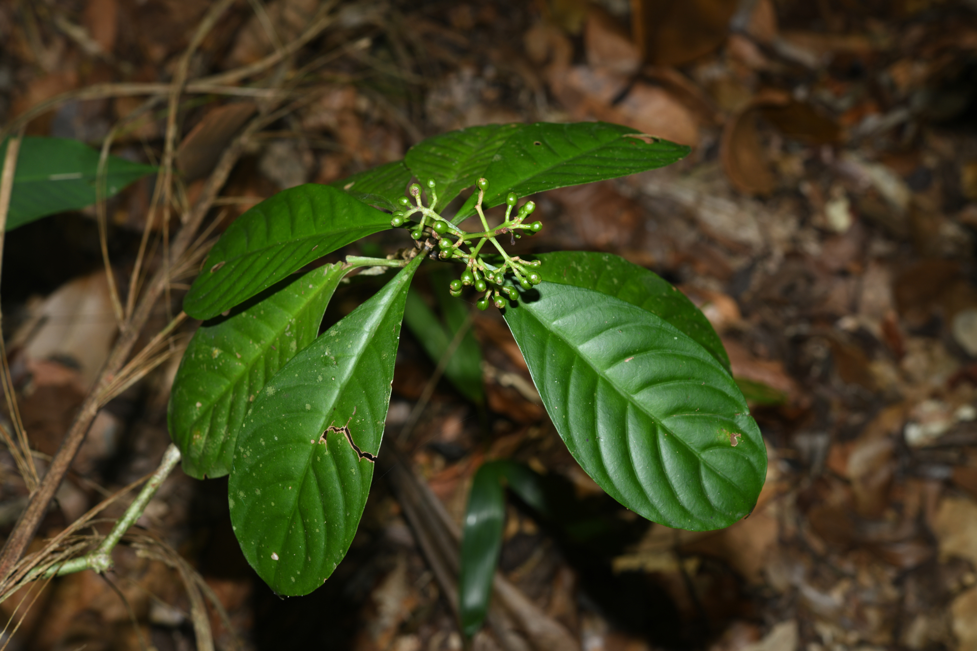 Psychotria cupularis (Müll.Arg.) Standl. - Photo Bivouac Naturaliste