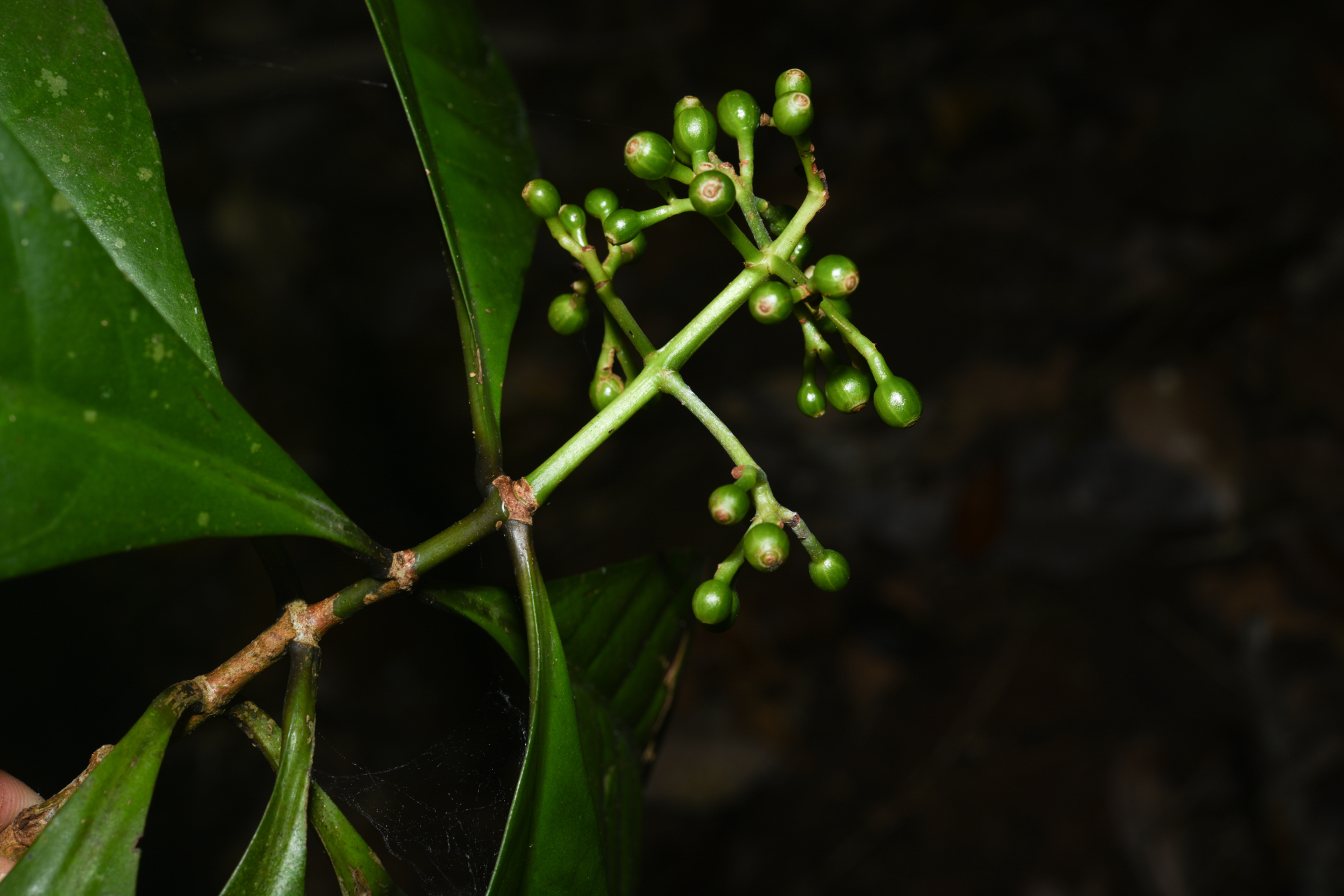 Psychotria cupularis (Müll.Arg.) Standl. - Photo Bivouac Naturaliste