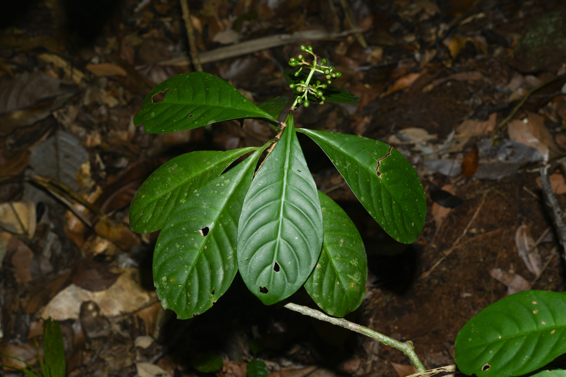 Psychotria cupularis (Müll.Arg.) Standl. - Photo Bivouac Naturaliste