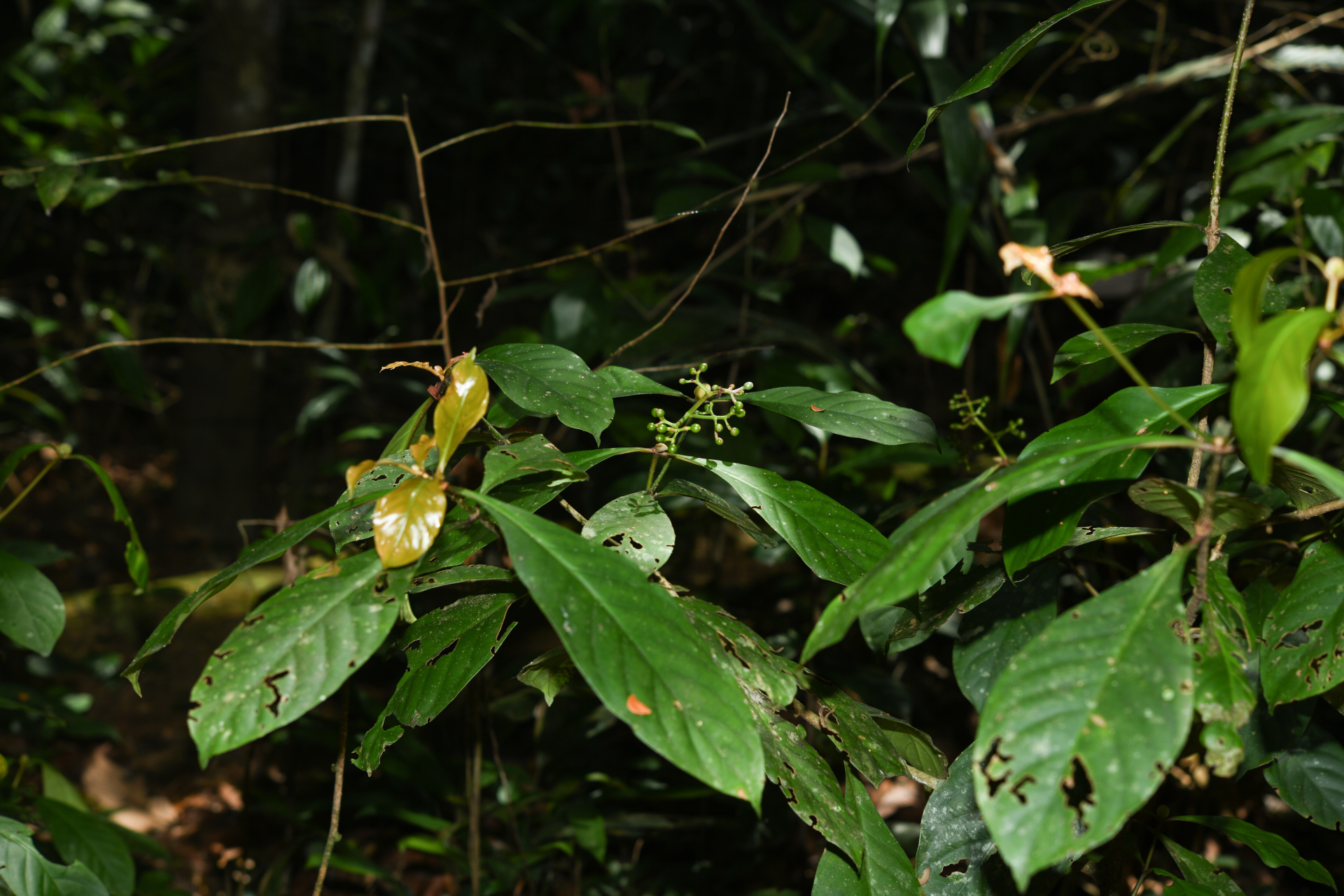 Psychotria cupularis (Müll.Arg.) Standl. - Photo Bivouac Naturaliste