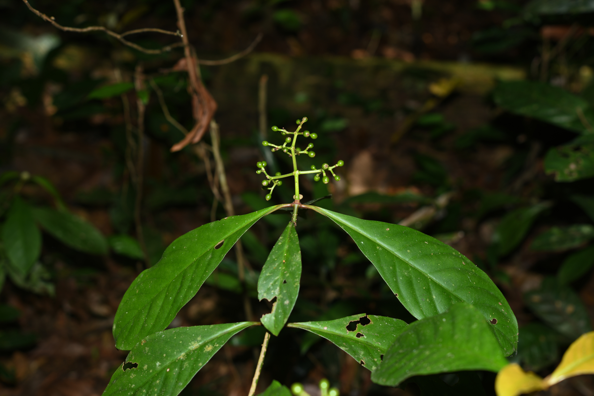Psychotria cupularis (Müll.Arg.) Standl. - Photo Bivouac Naturaliste