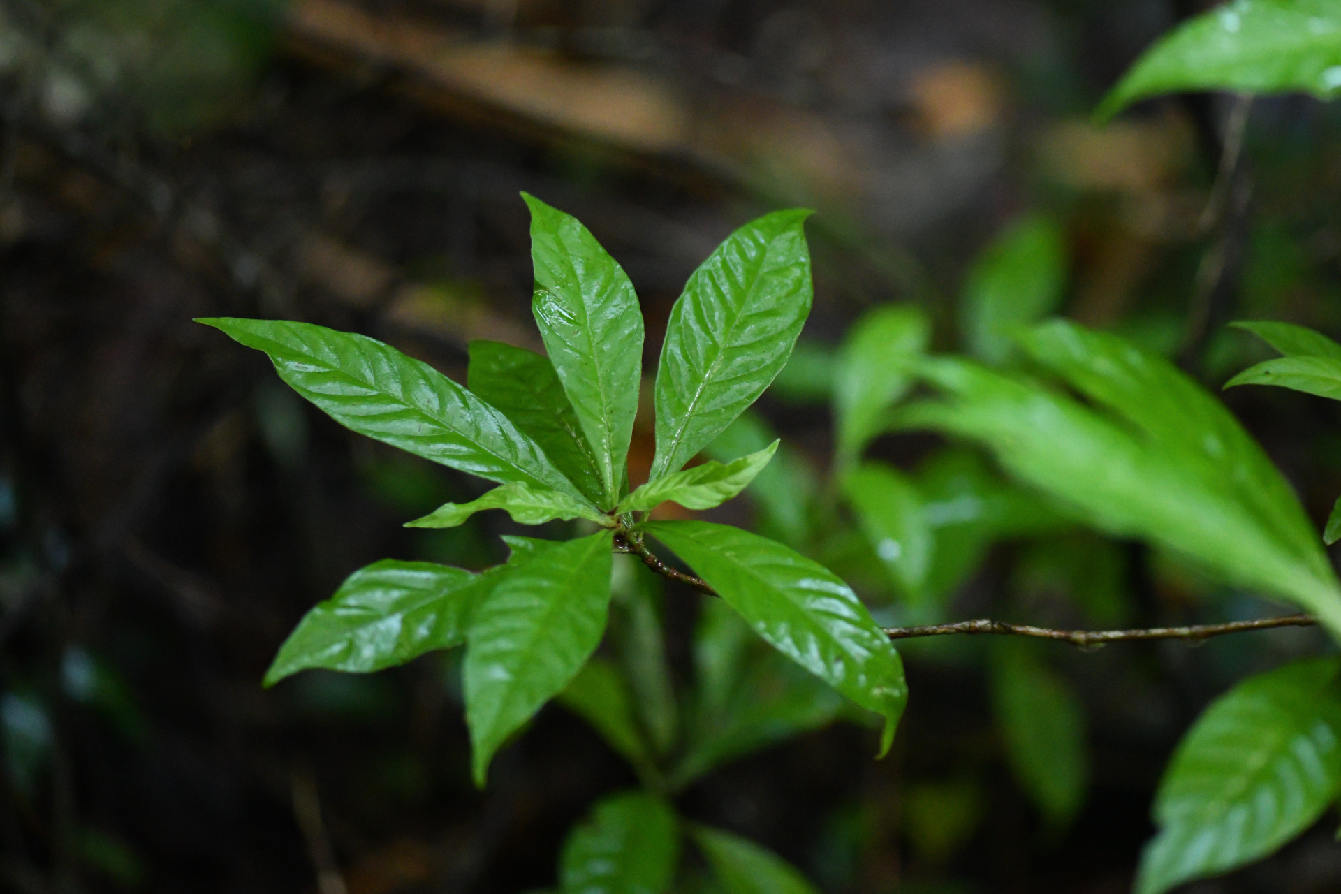 Psychotria nervosa Sw. - Photo Bivouac Naturaliste