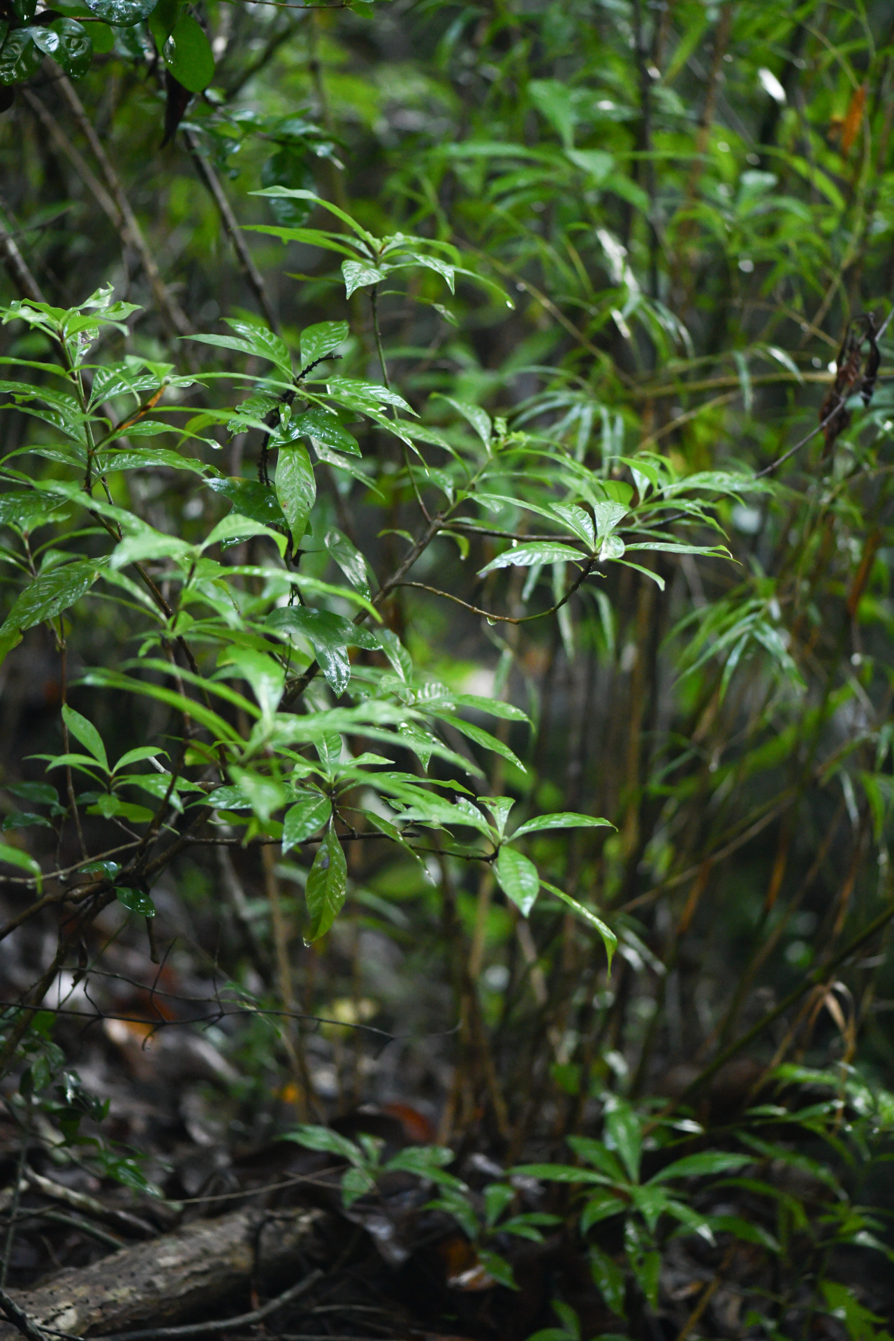 Psychotria nervosa Sw. - Photo Bivouac Naturaliste