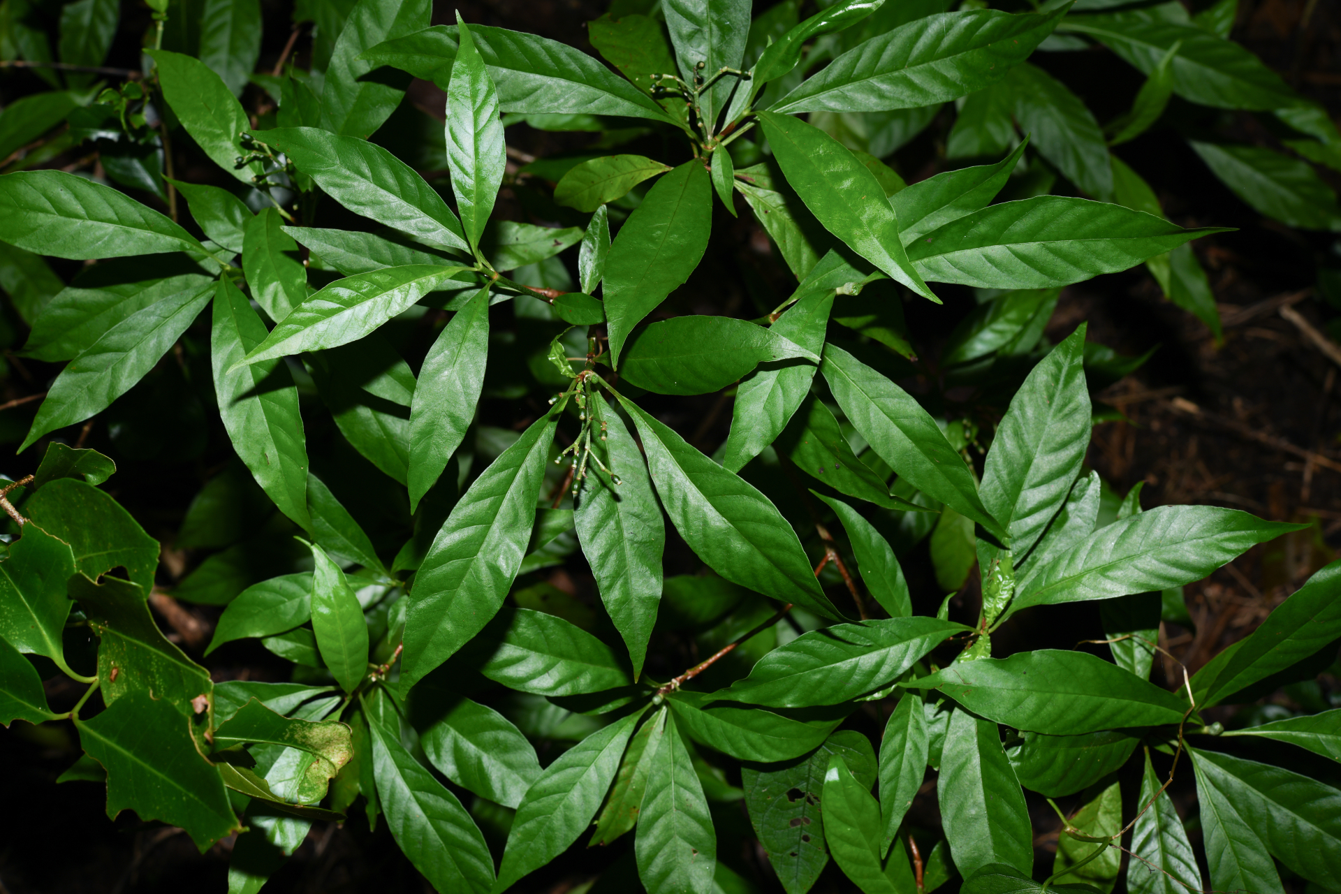 Psychotria nervosa Sw. - Photo Bivouac Naturaliste