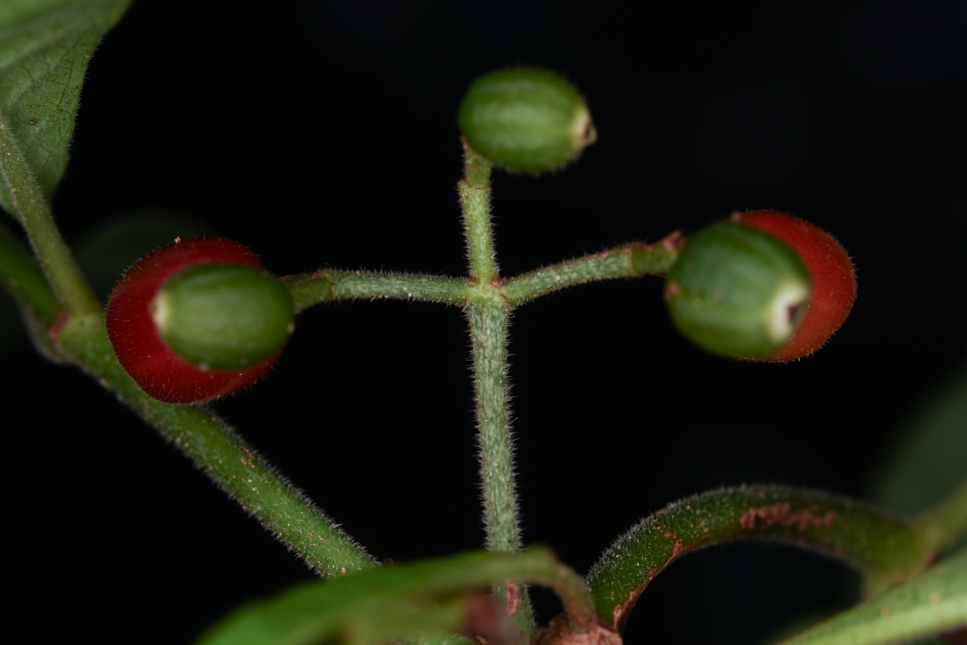 Psychotria nervosa Sw. - Photo Bivouac Naturaliste