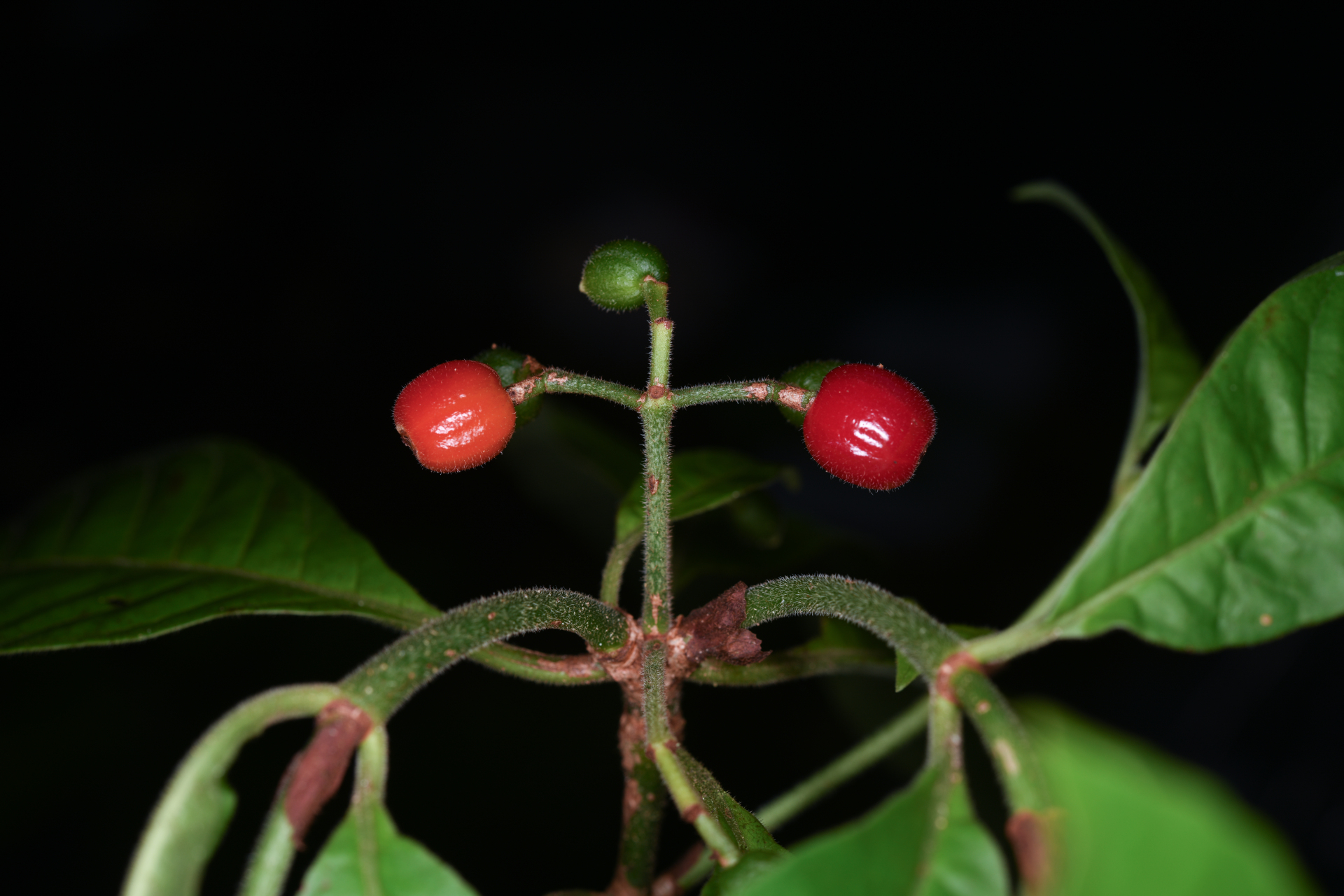 Psychotria nervosa Sw. - Photo Bivouac Naturaliste