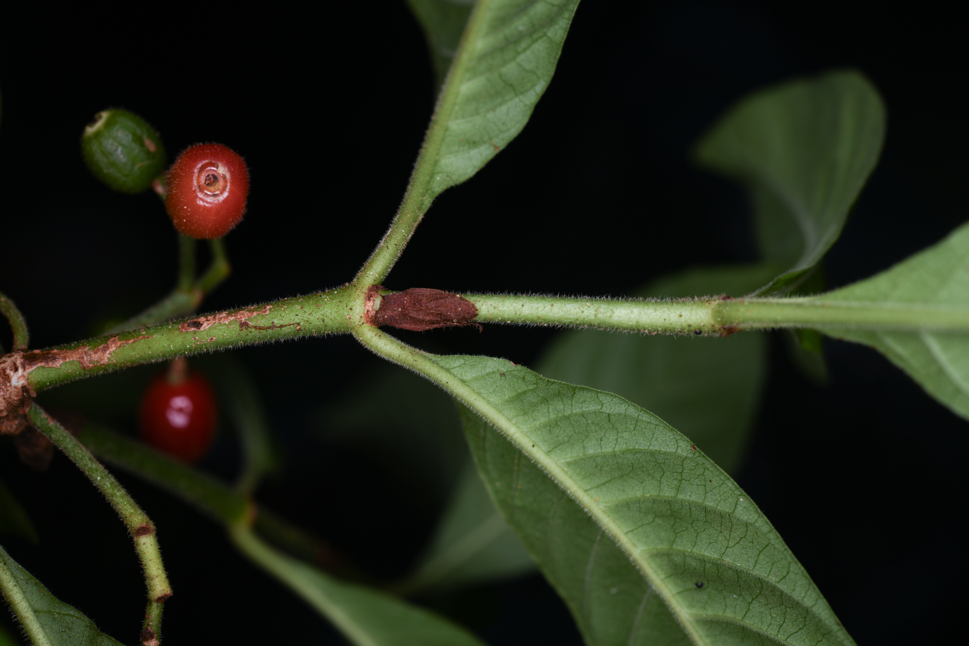 Psychotria nervosa Sw. - Photo Bivouac Naturaliste