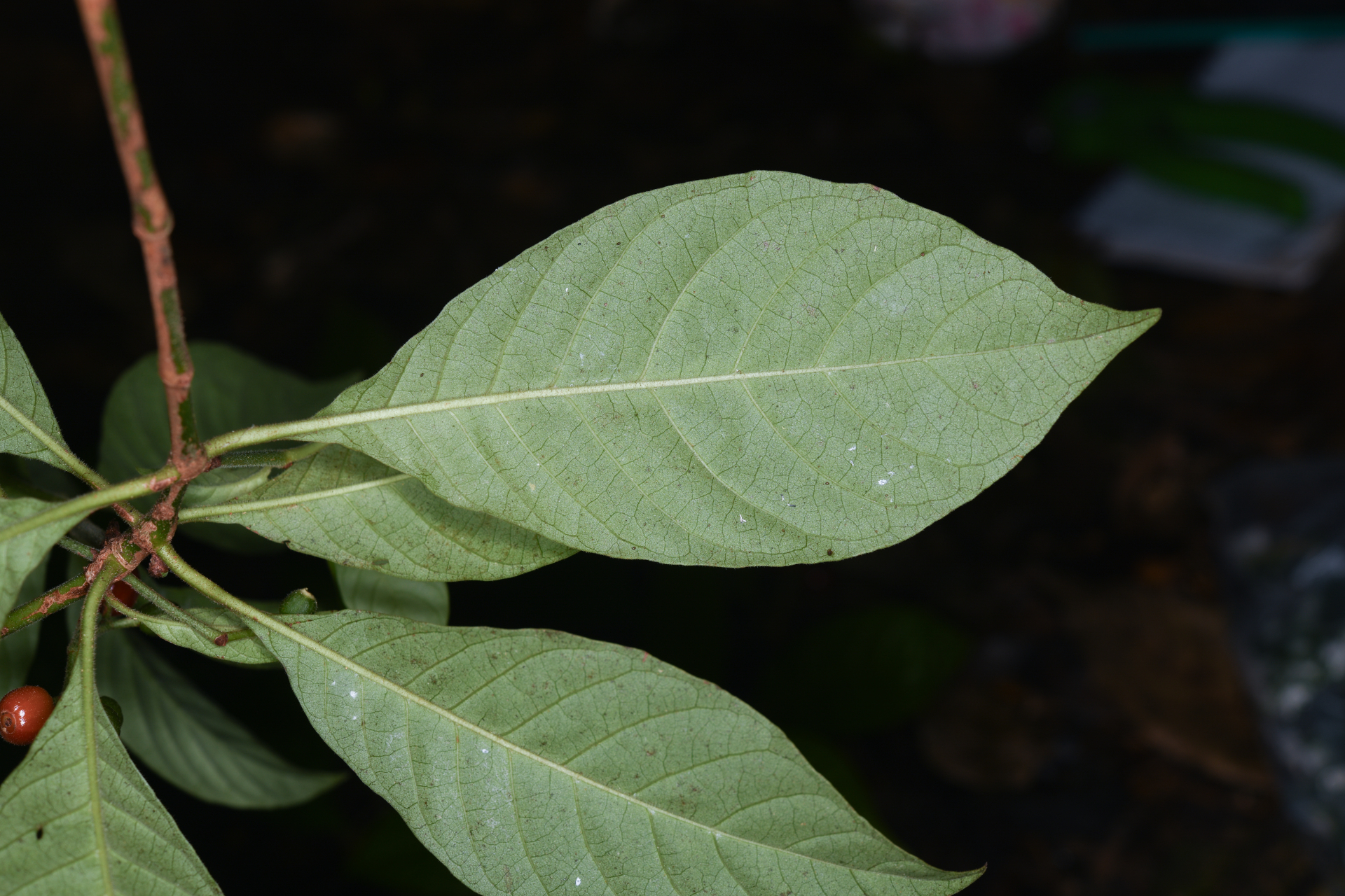 Psychotria nervosa Sw. - Photo Bivouac Naturaliste