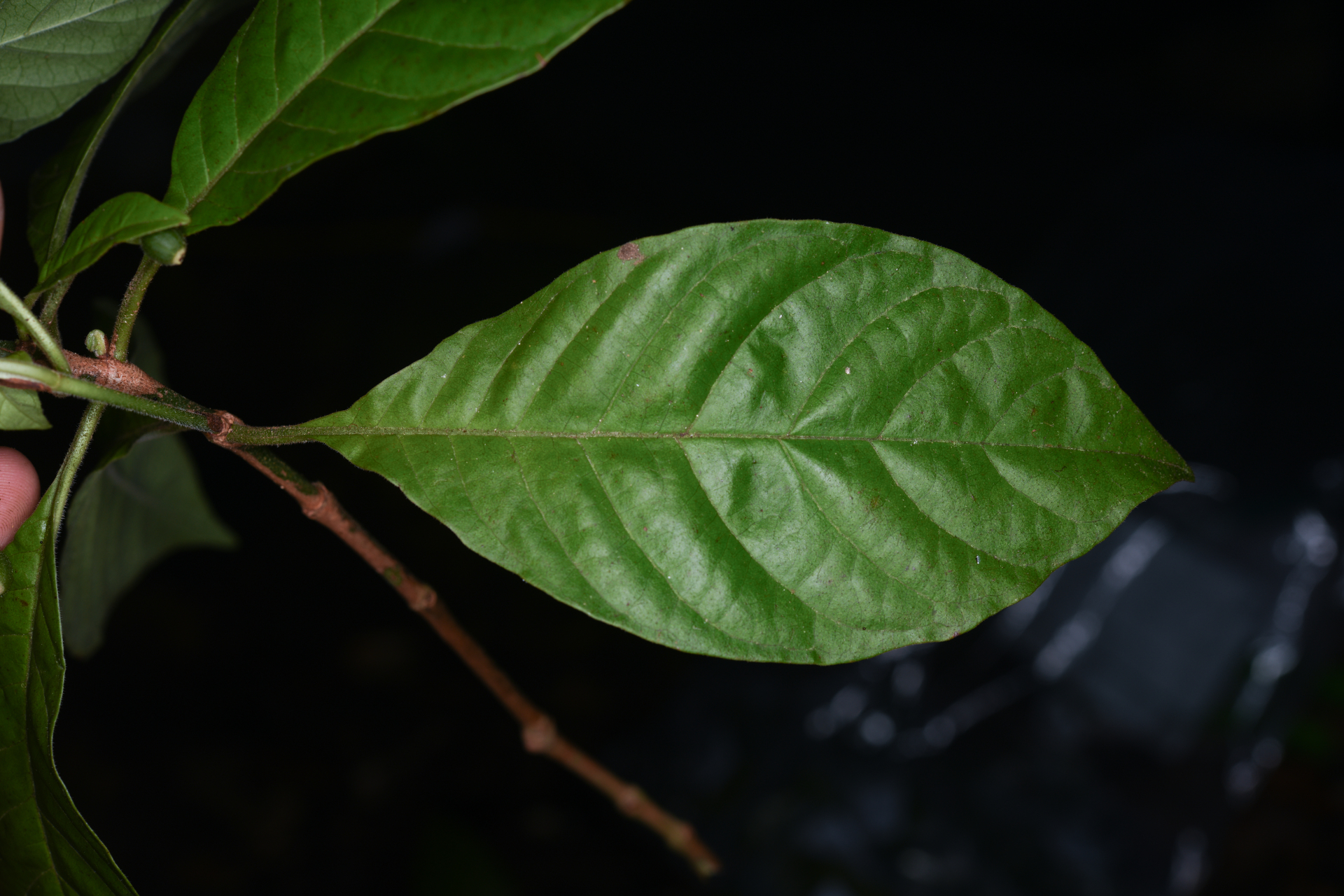 Psychotria nervosa Sw. - Photo Bivouac Naturaliste