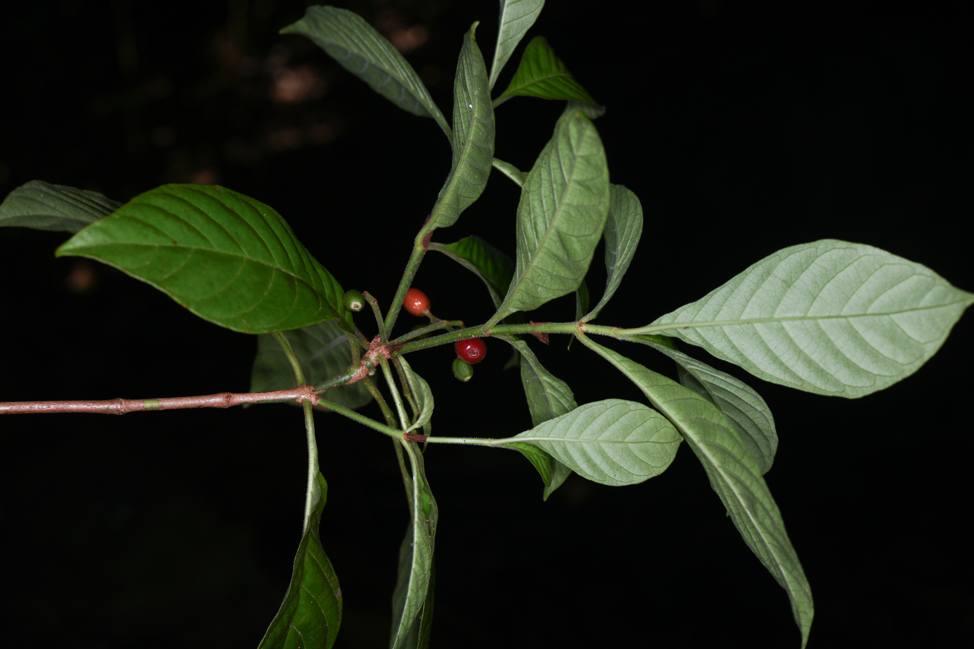 Psychotria nervosa Sw. - Photo Bivouac Naturaliste