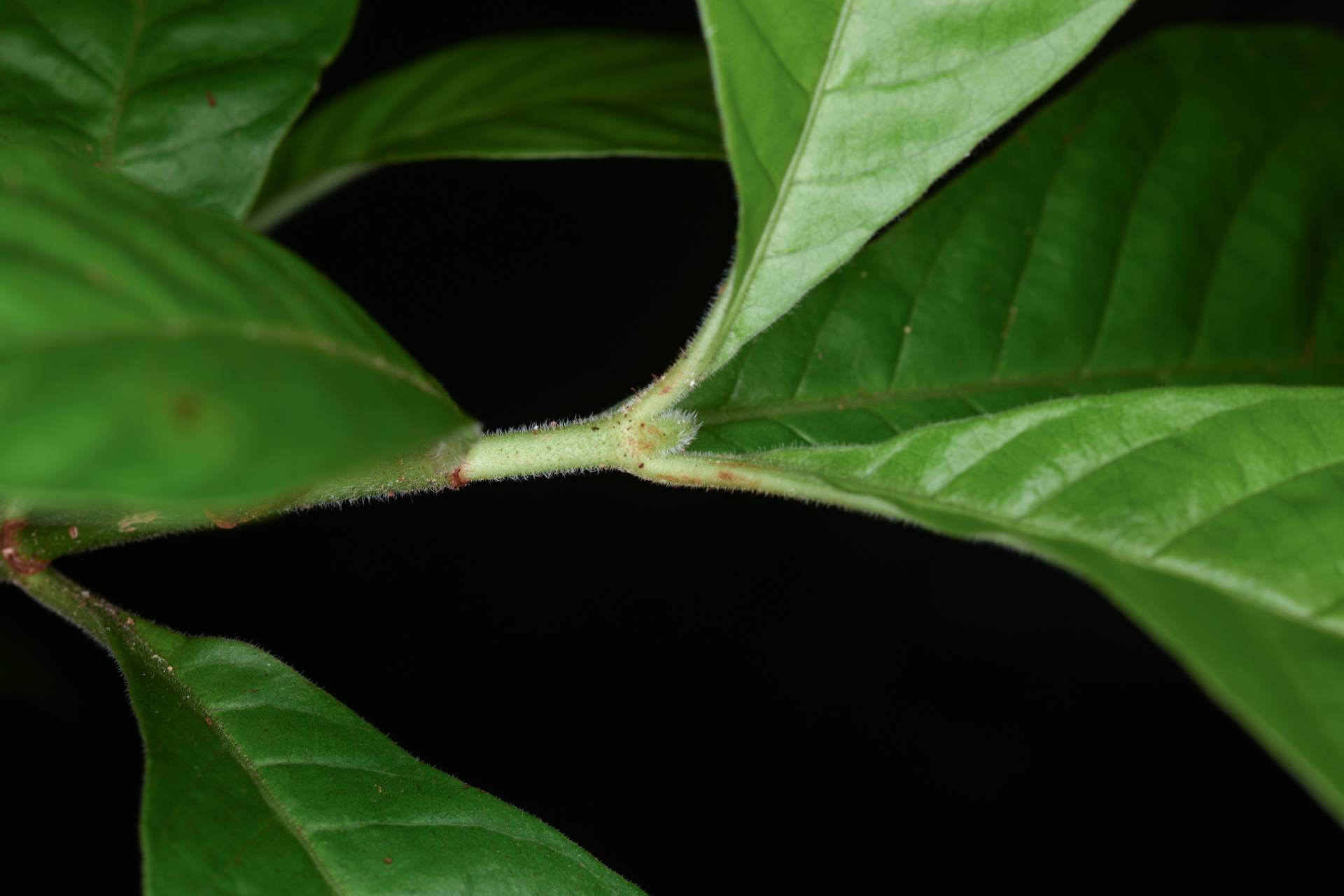 Psychotria nervosa Sw. - Photo Bivouac Naturaliste