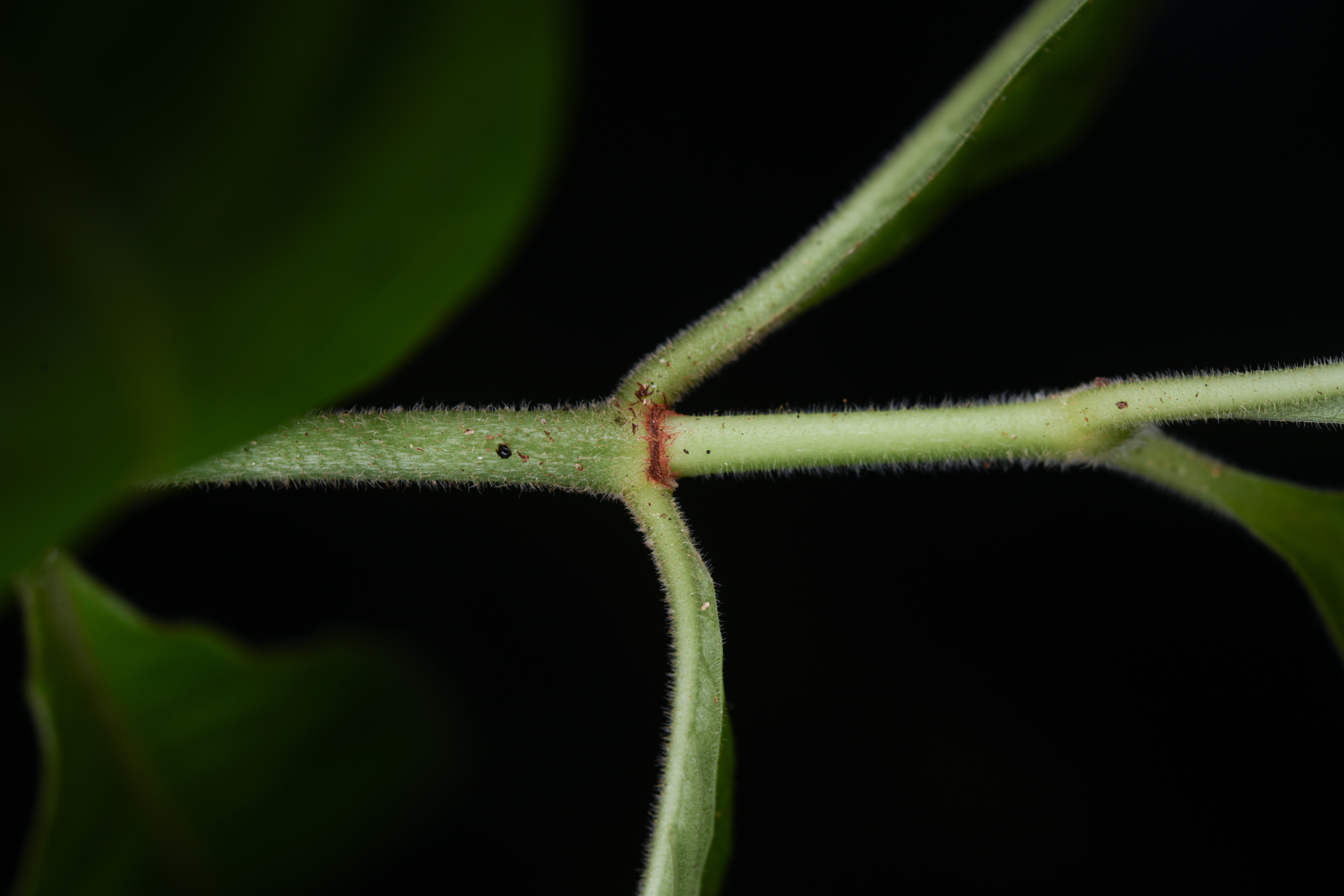 Psychotria nervosa Sw. - Photo Bivouac Naturaliste