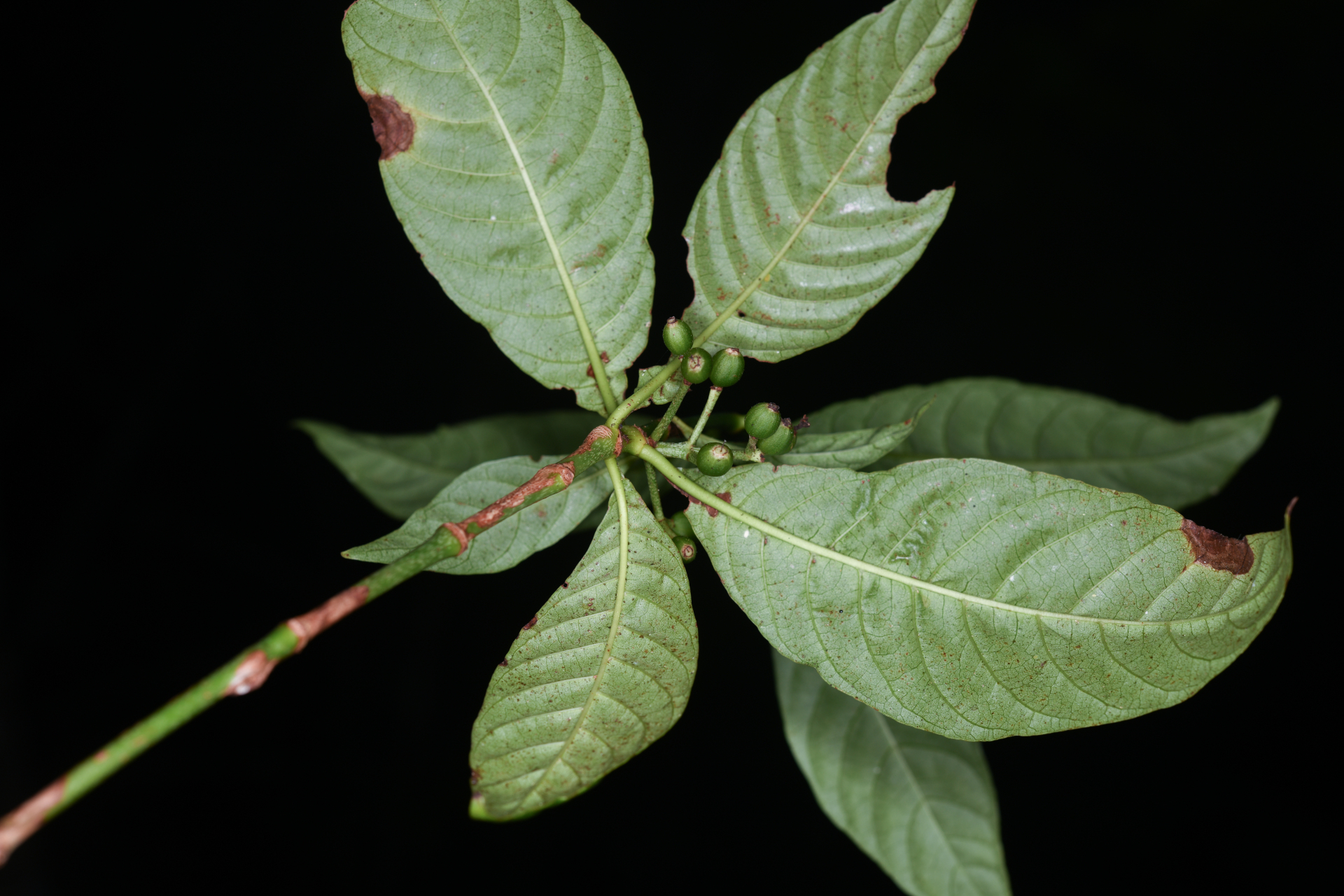 Psychotria nervosa Sw. - Photo Bivouac Naturaliste