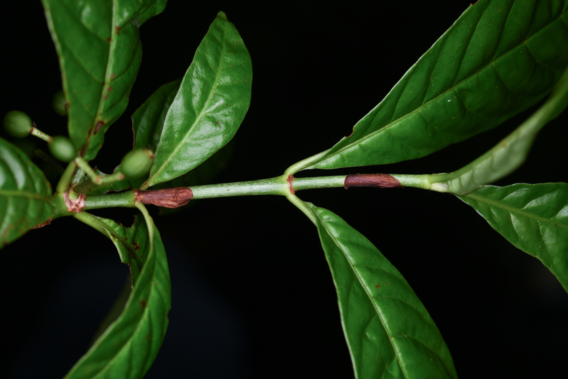 Psychotria nervosa Sw. - Photo Bivouac Naturaliste