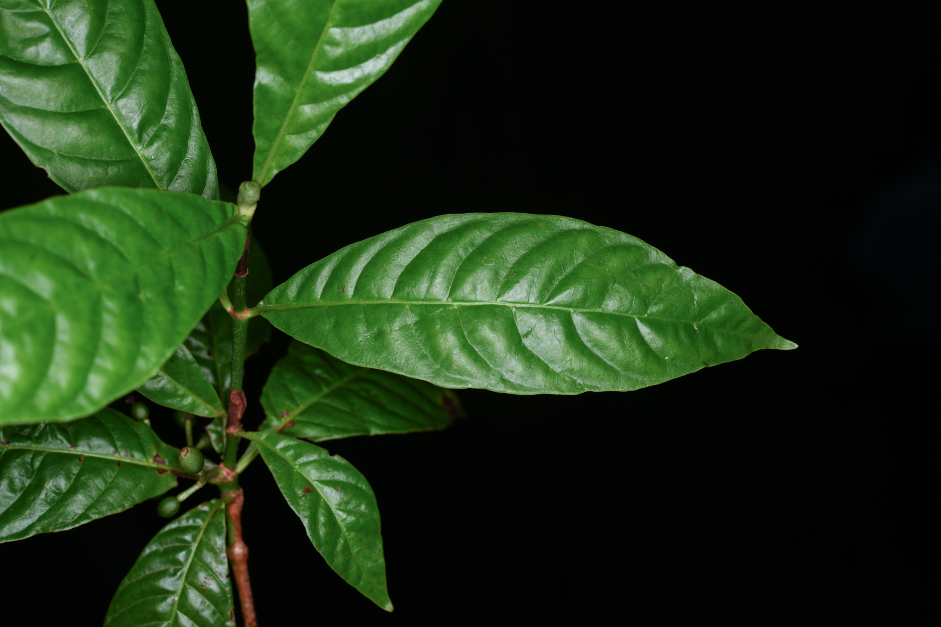 Psychotria nervosa Sw. - Photo Bivouac Naturaliste