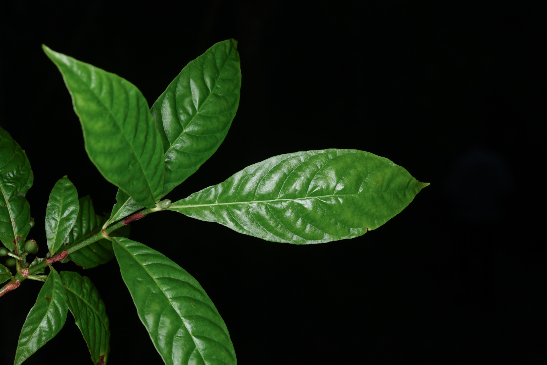 Psychotria nervosa Sw. - Photo Bivouac Naturaliste