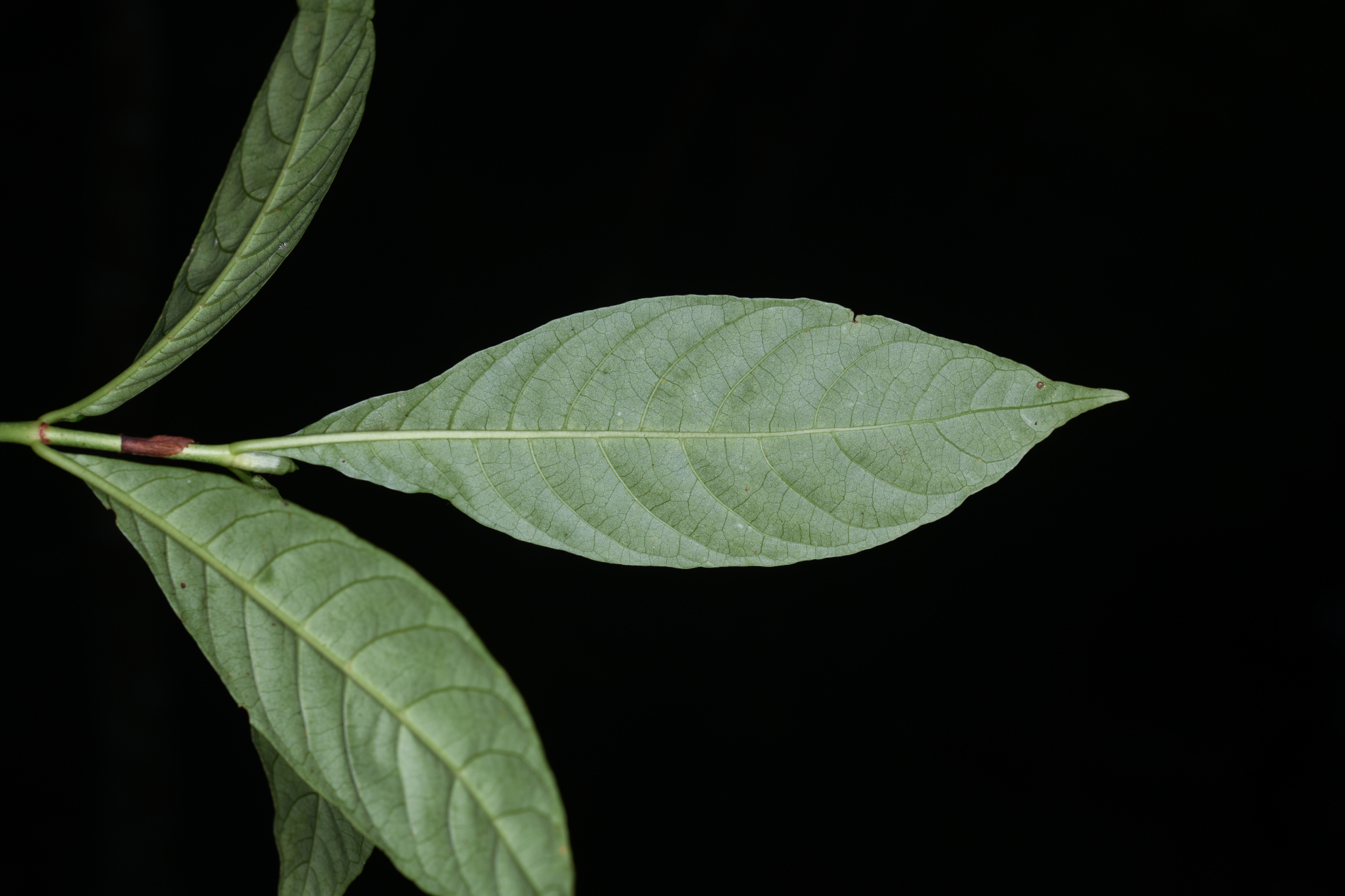 Psychotria nervosa Sw. - Photo Bivouac Naturaliste