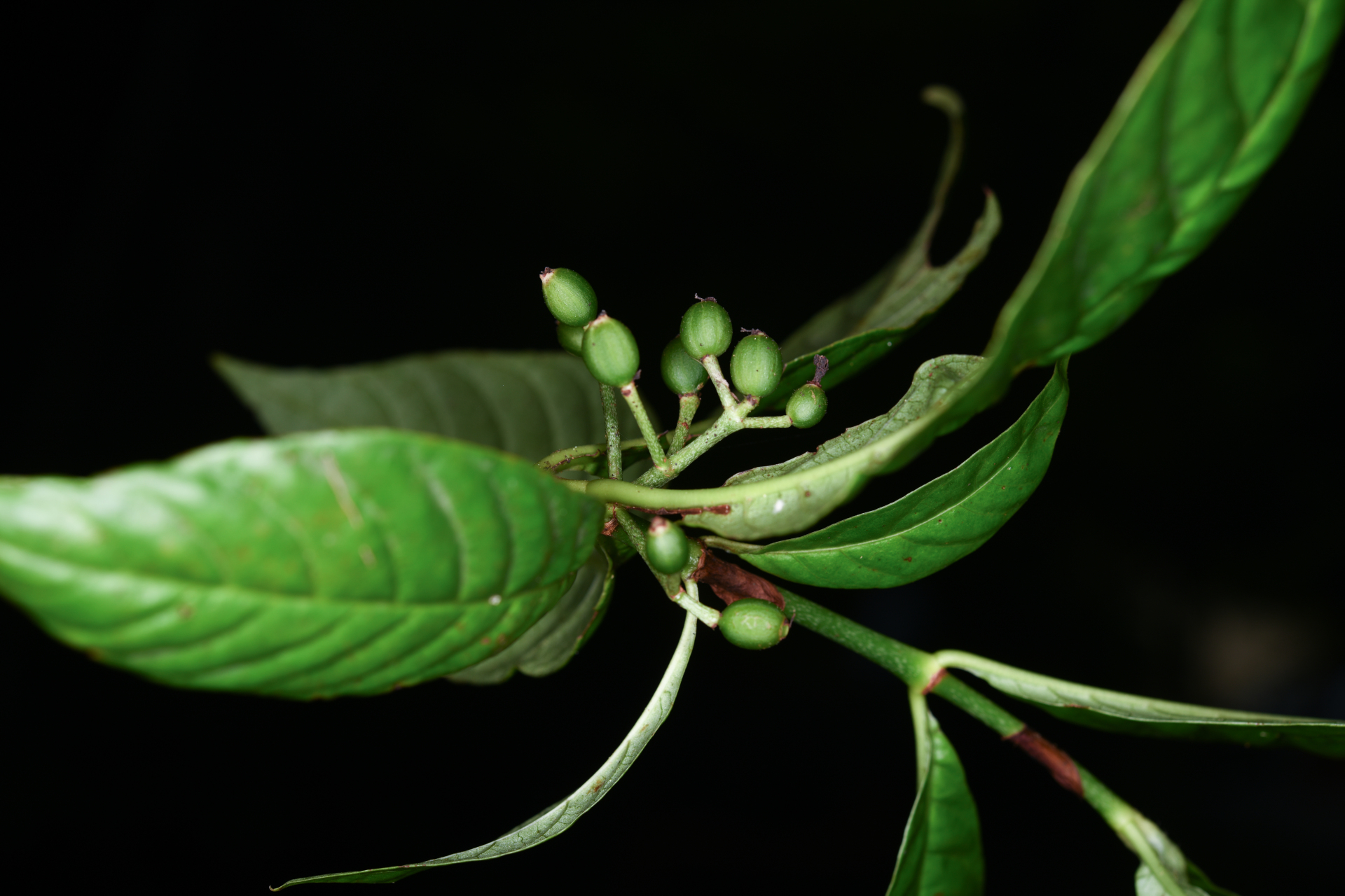 Psychotria nervosa Sw. - Photo Bivouac Naturaliste