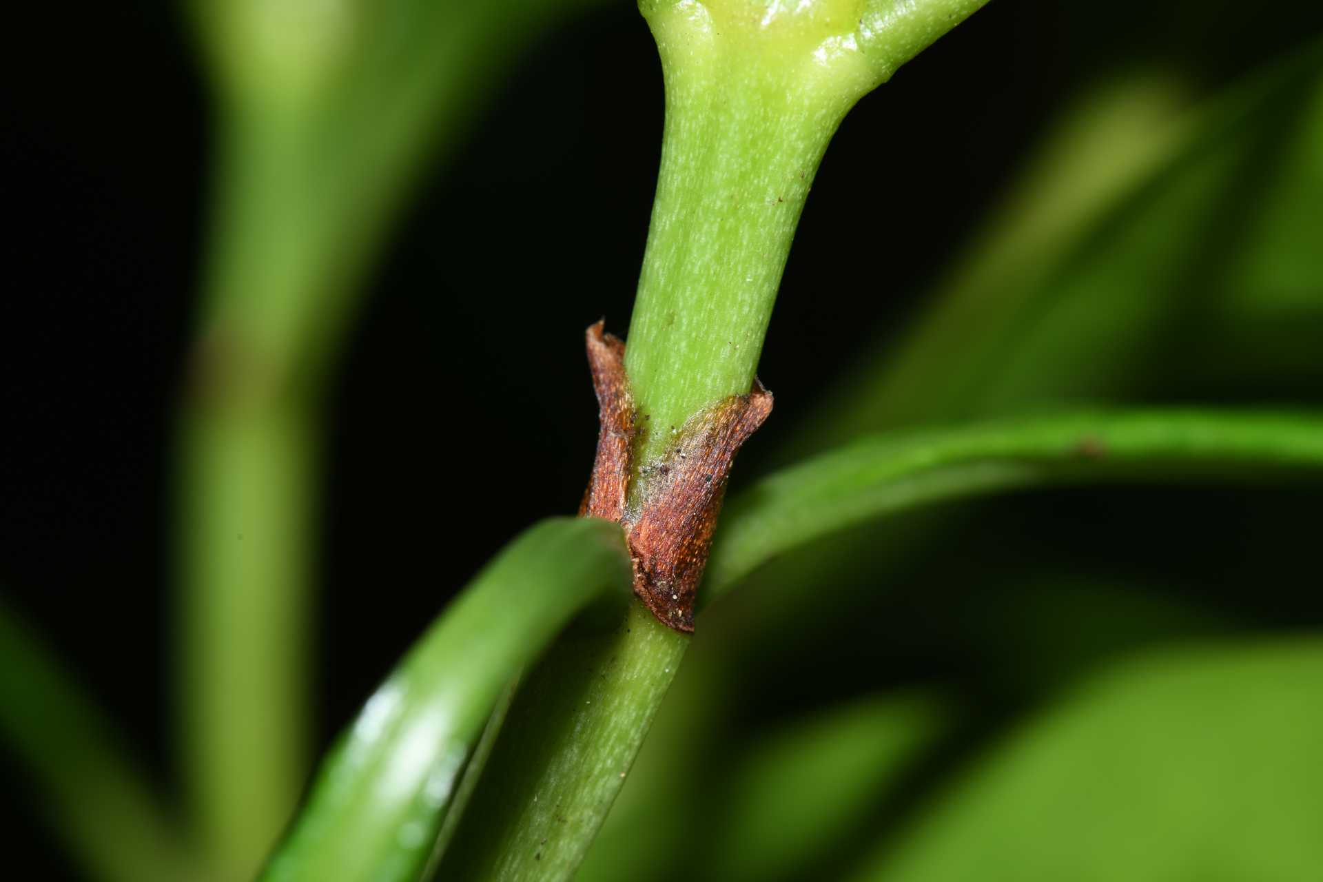 Psychotria anceps Kunth - Photo Bivouac Naturaliste