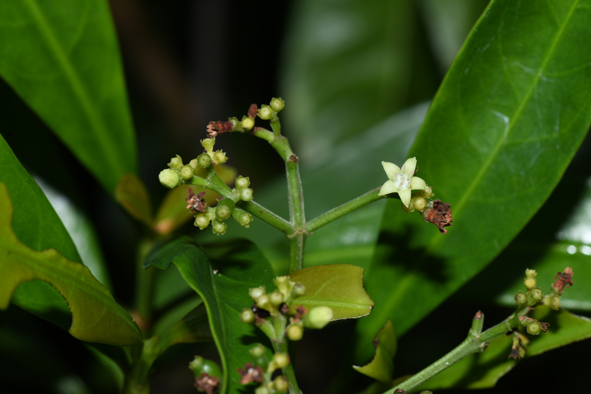 Psychotria anceps Kunth - Photo Bivouac Naturaliste