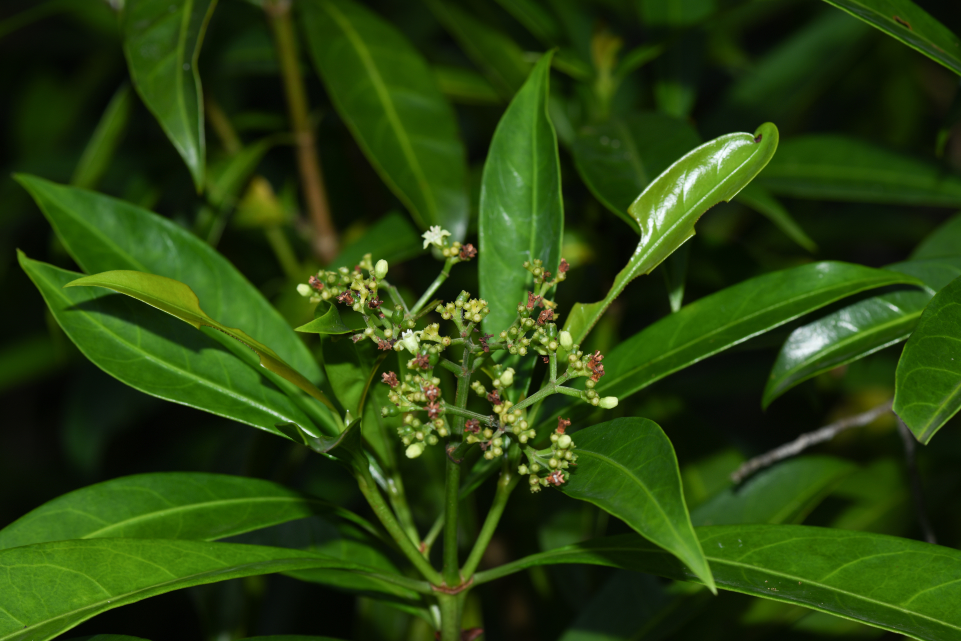 Psychotria anceps Kunth - Photo Bivouac Naturaliste
