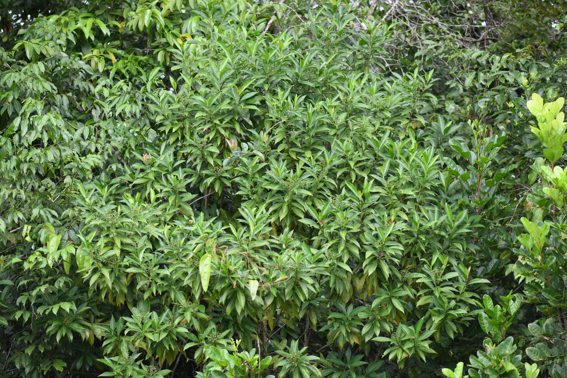 Psychotria anceps Kunth - Photo Bivouac Naturaliste
