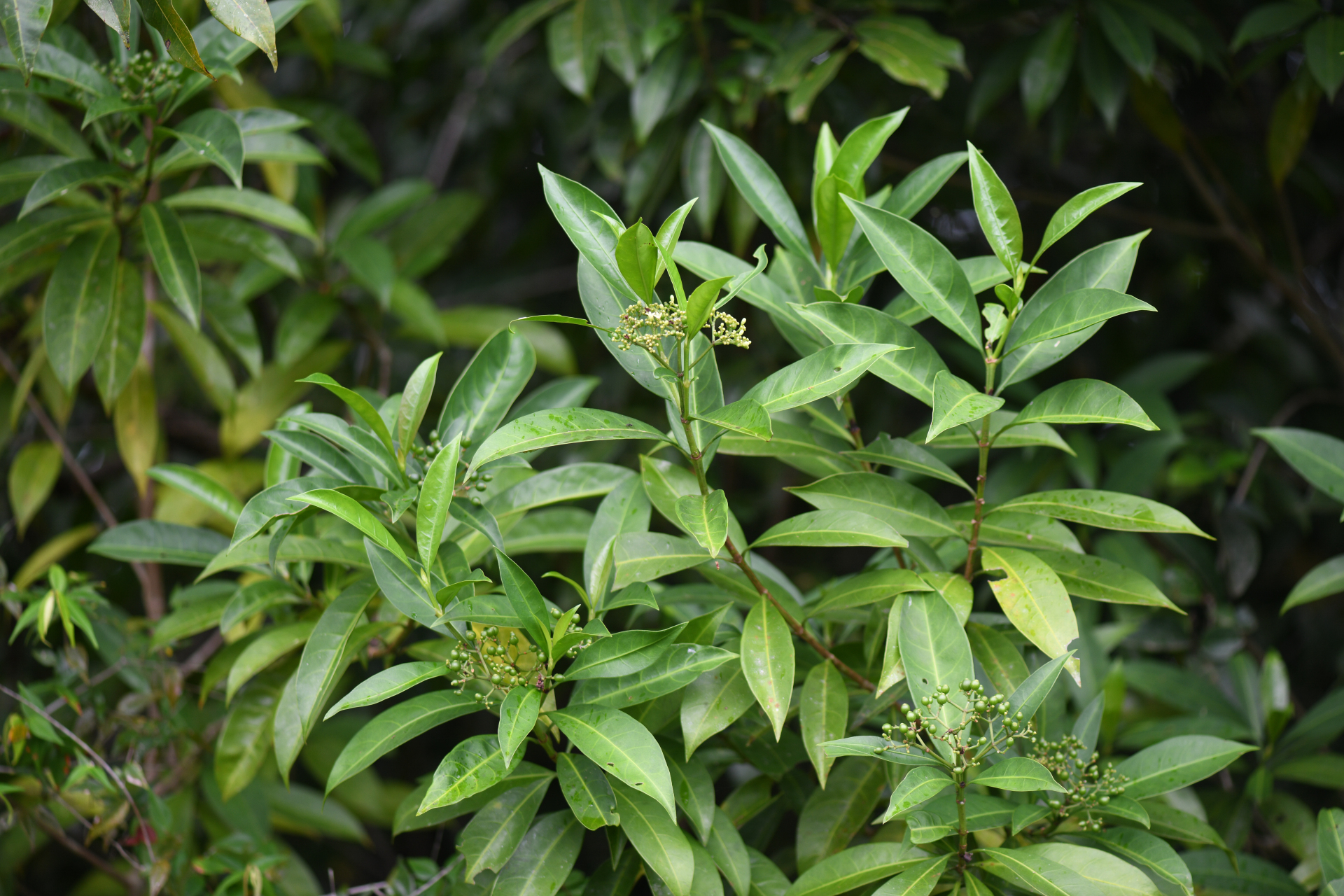 Psychotria anceps Kunth - Photo Bivouac Naturaliste