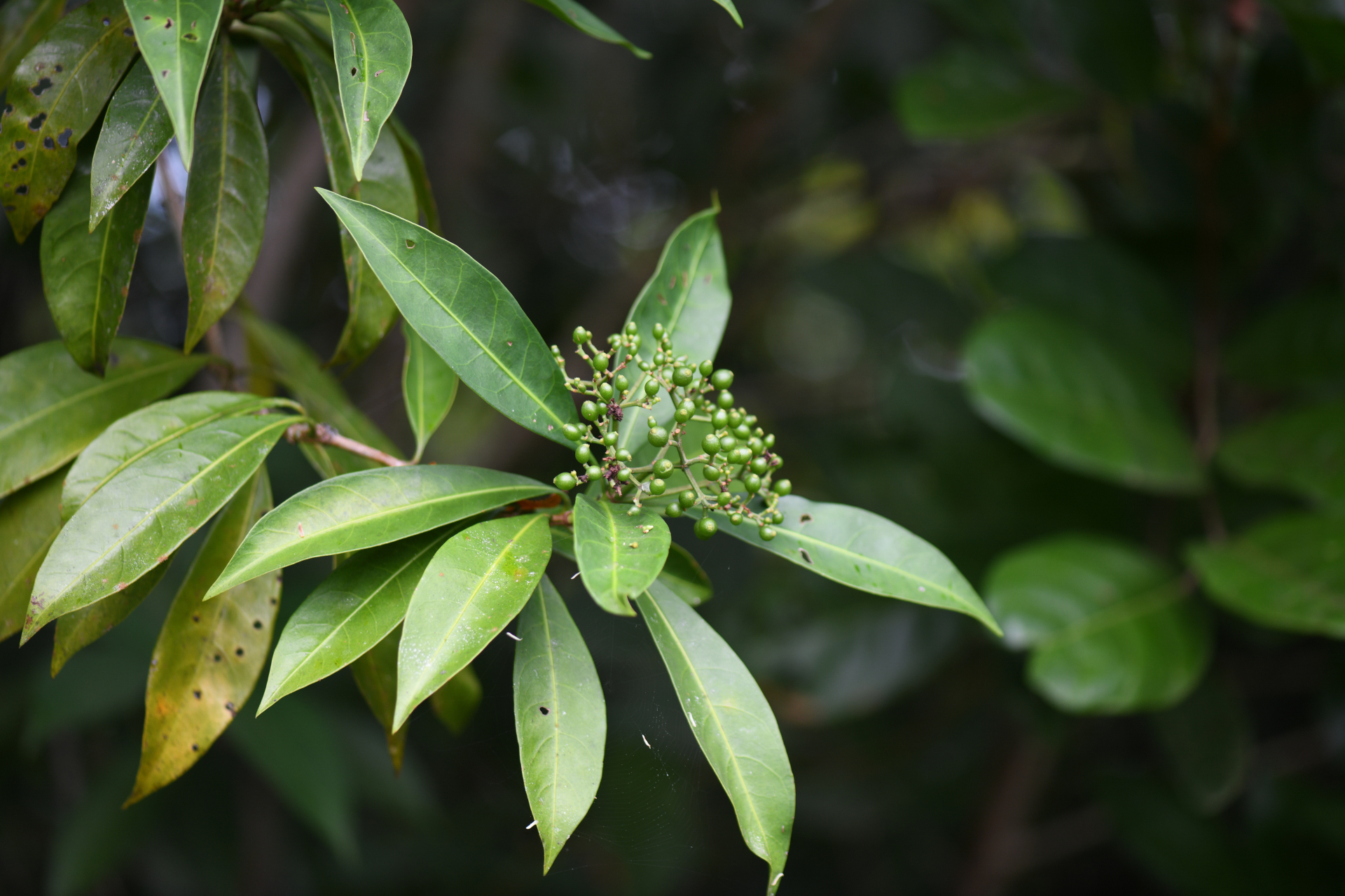 Psychotria anceps Kunth - Photo Bivouac Naturaliste