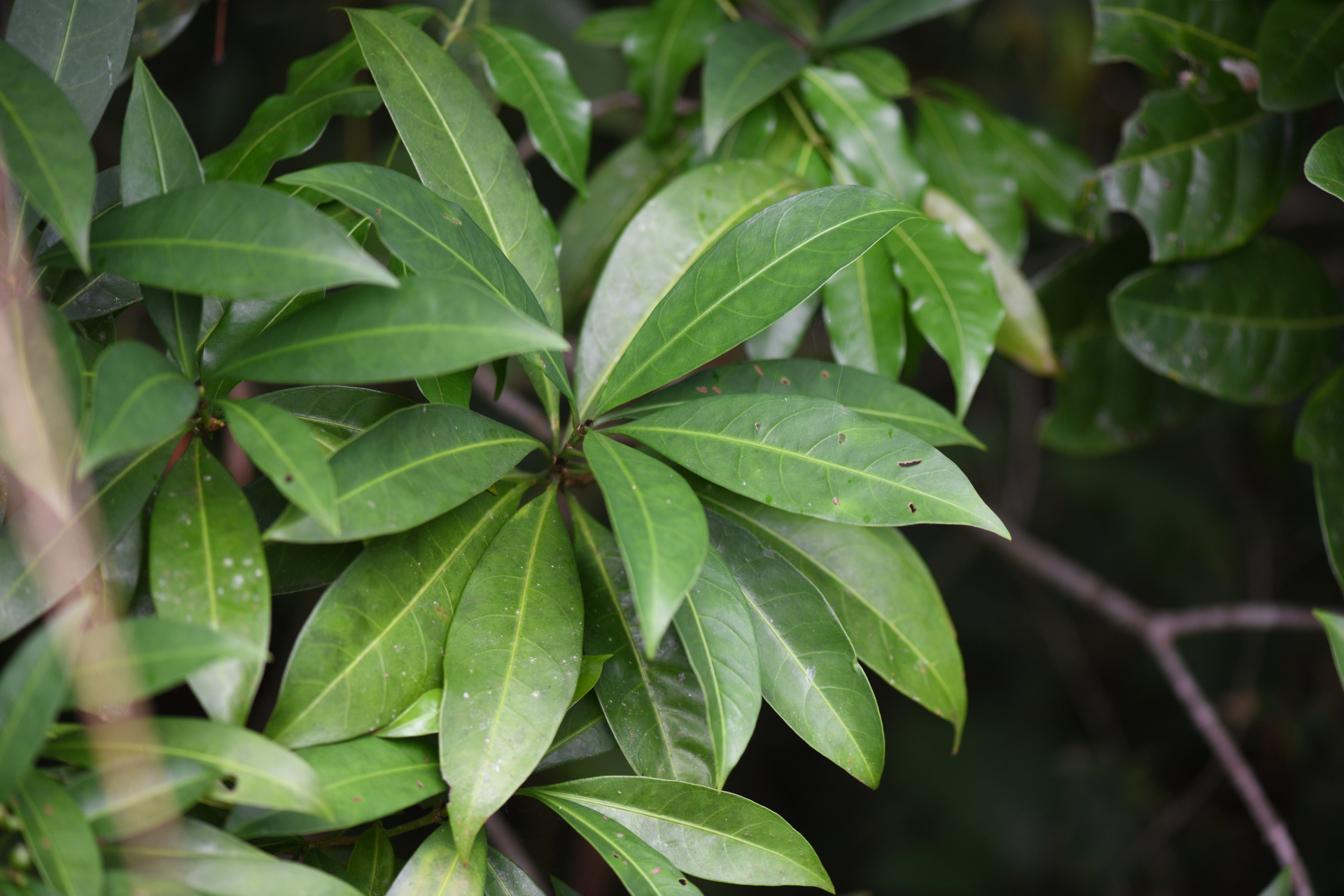 Psychotria anceps Kunth - Photo Bivouac Naturaliste