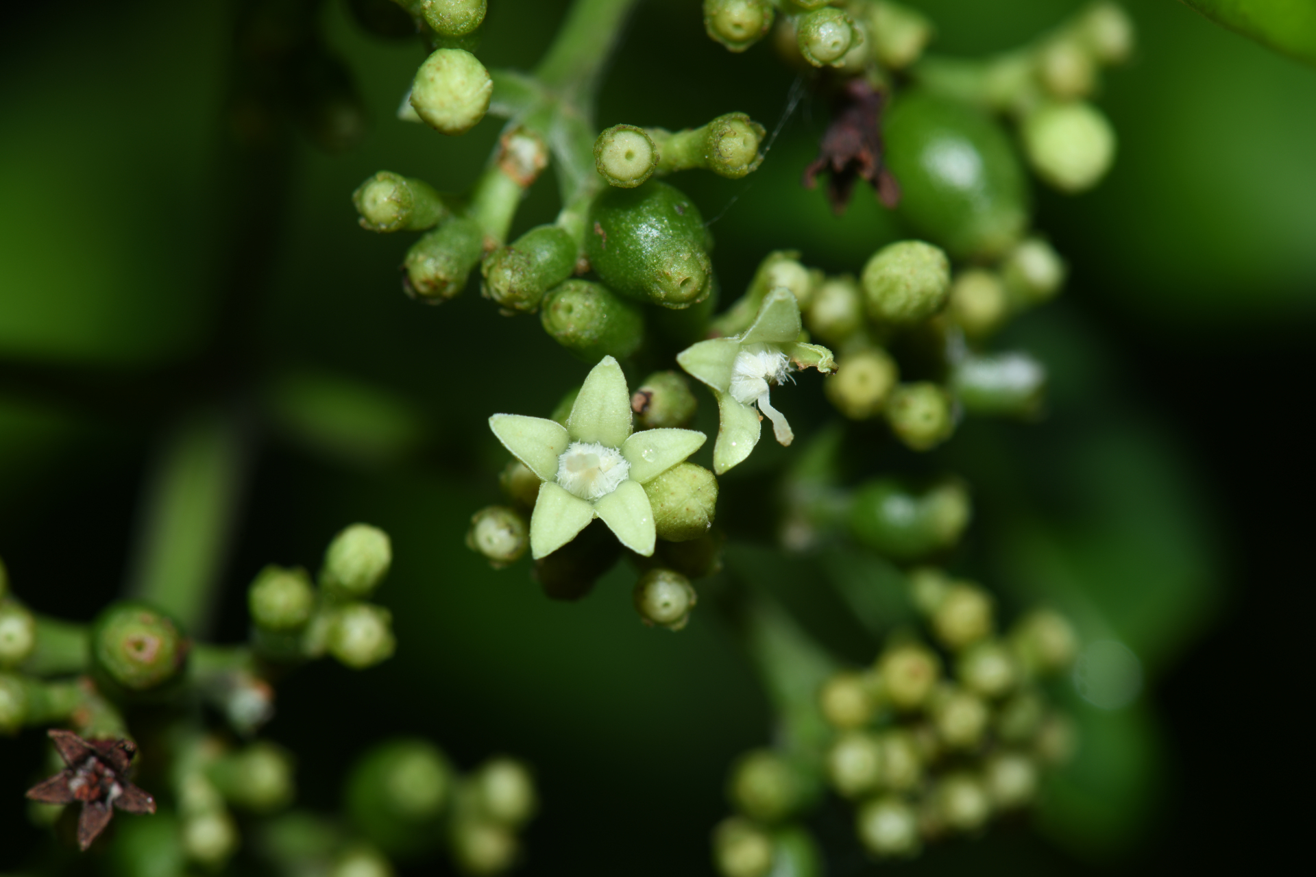 Psychotria anceps Kunth - Photo Bivouac Naturaliste