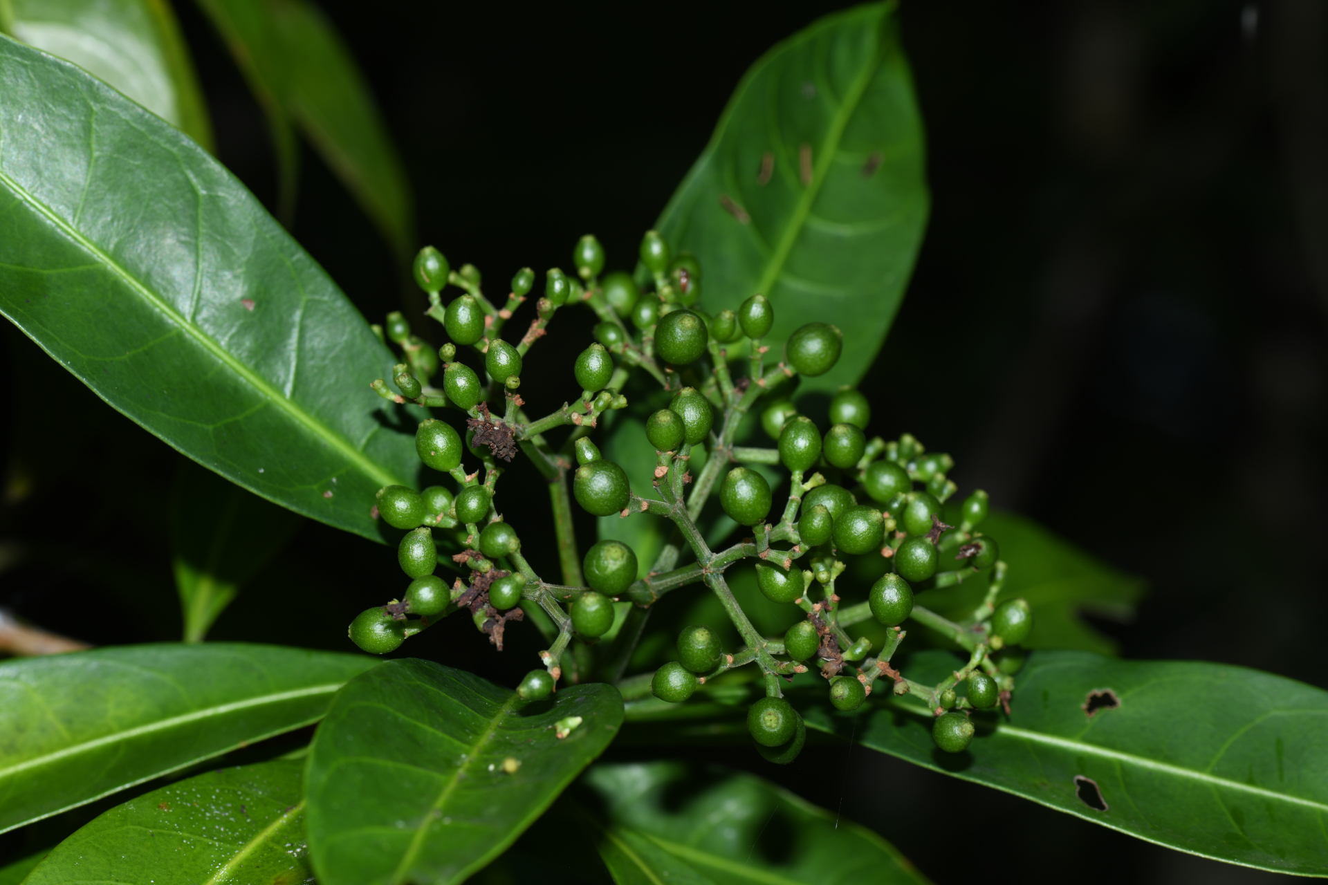 Psychotria anceps Kunth - Photo Bivouac Naturaliste