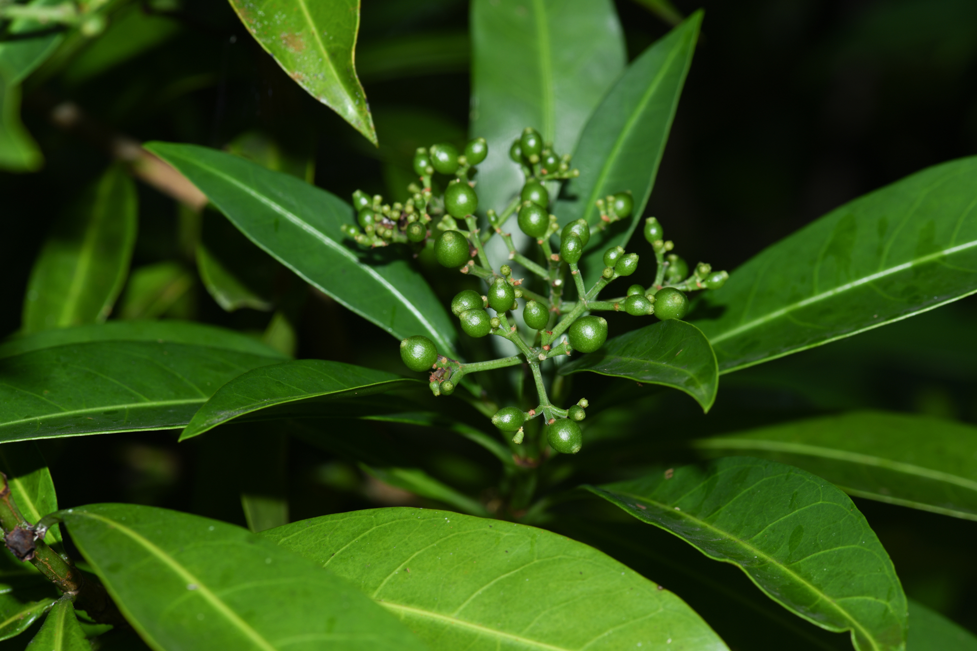 Psychotria anceps Kunth - Photo Bivouac Naturaliste