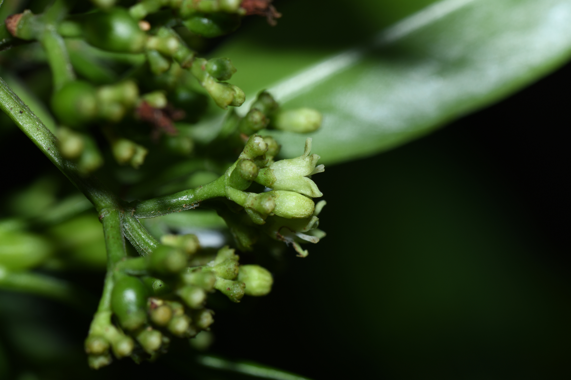 Psychotria anceps Kunth - Photo Bivouac Naturaliste