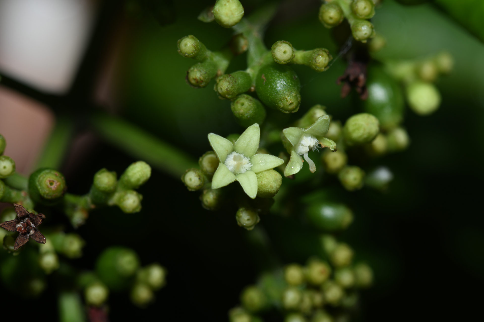 Psychotria anceps Kunth - Photo Bivouac Naturaliste