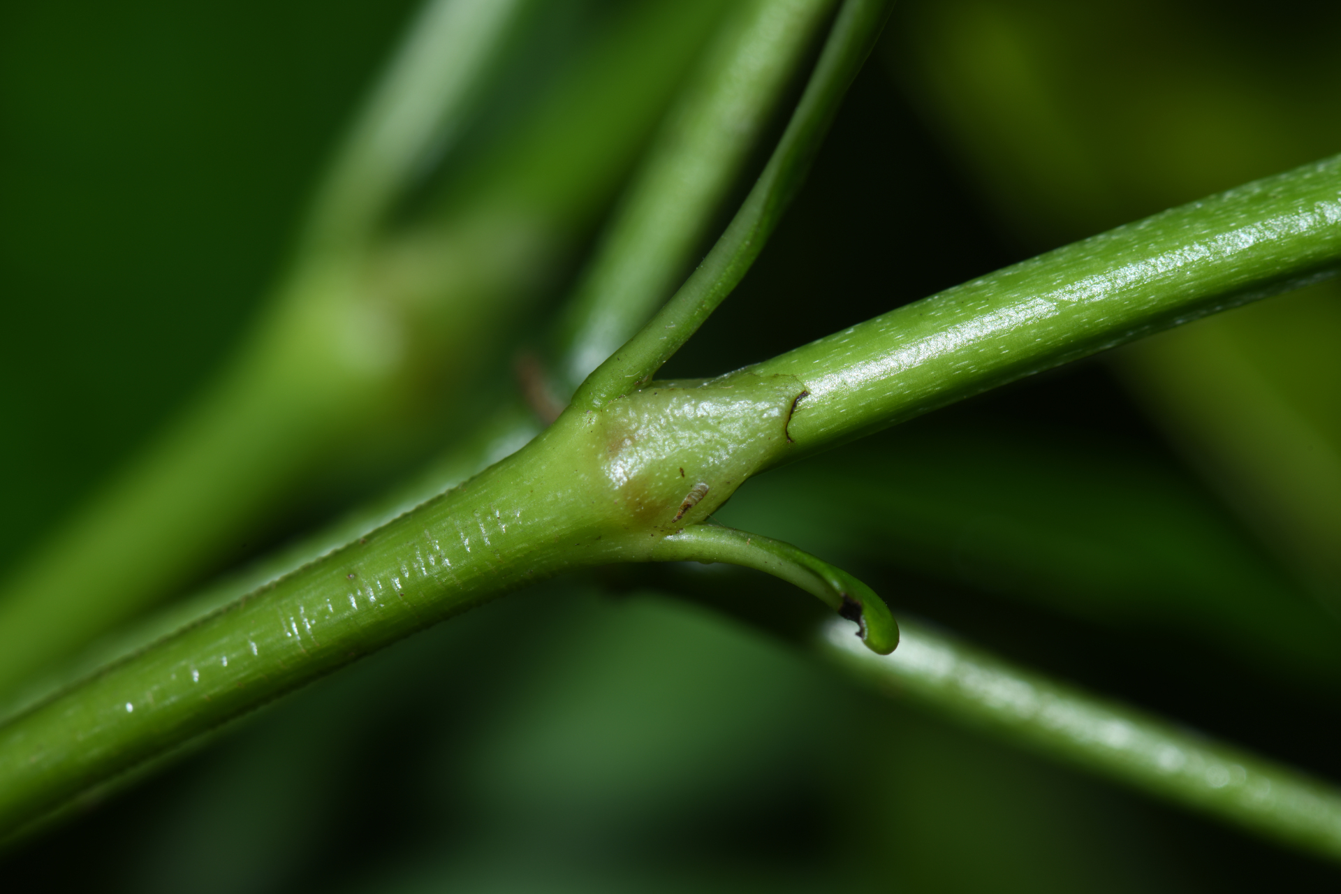 Psychotria anceps Kunth - Photo Bivouac Naturaliste