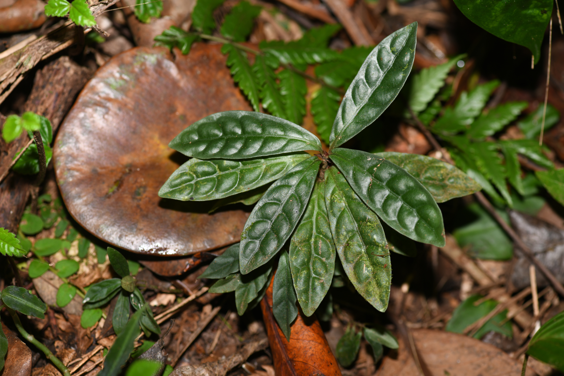 Psychotria guianensis (Aubl.) Clos - Photo Bivouac Naturaliste