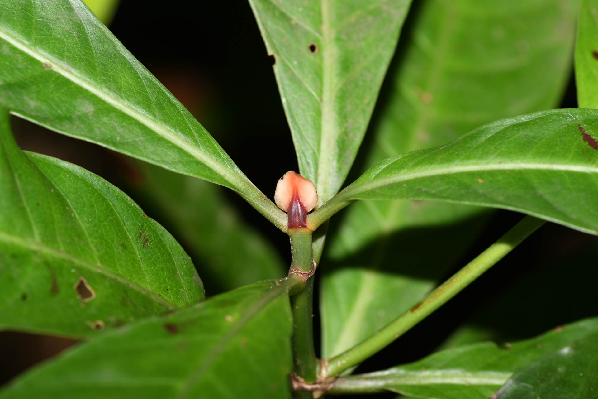 Psychotria guianensis (Aubl.) Clos - Photo Bivouac Naturaliste