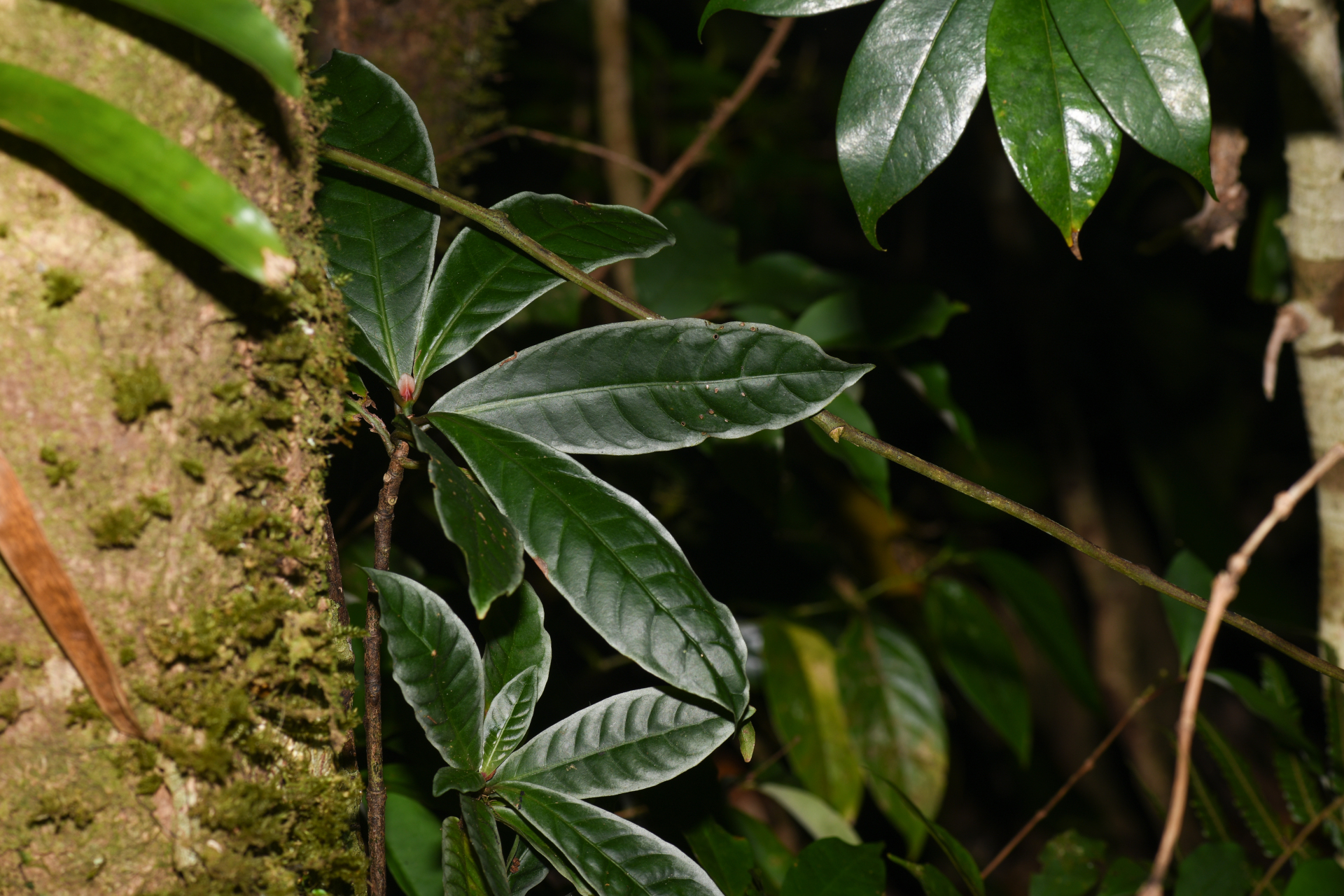 Psychotria guianensis (Aubl.) Clos - Photo Bivouac Naturaliste