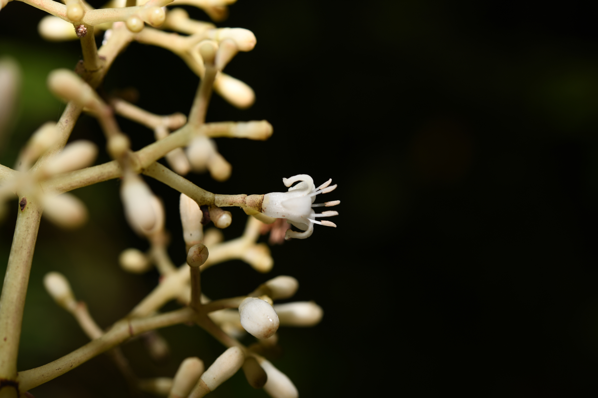 Psychotria guianensis (Aubl.) Clos - Photo Bivouac Naturaliste