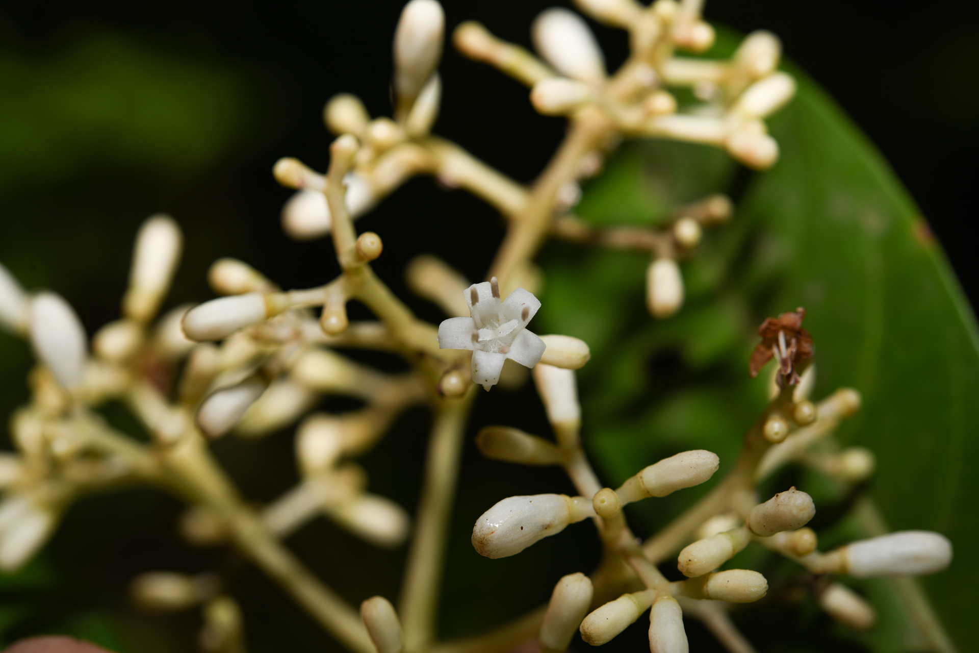 Psychotria guianensis (Aubl.) Clos - Photo Bivouac Naturaliste