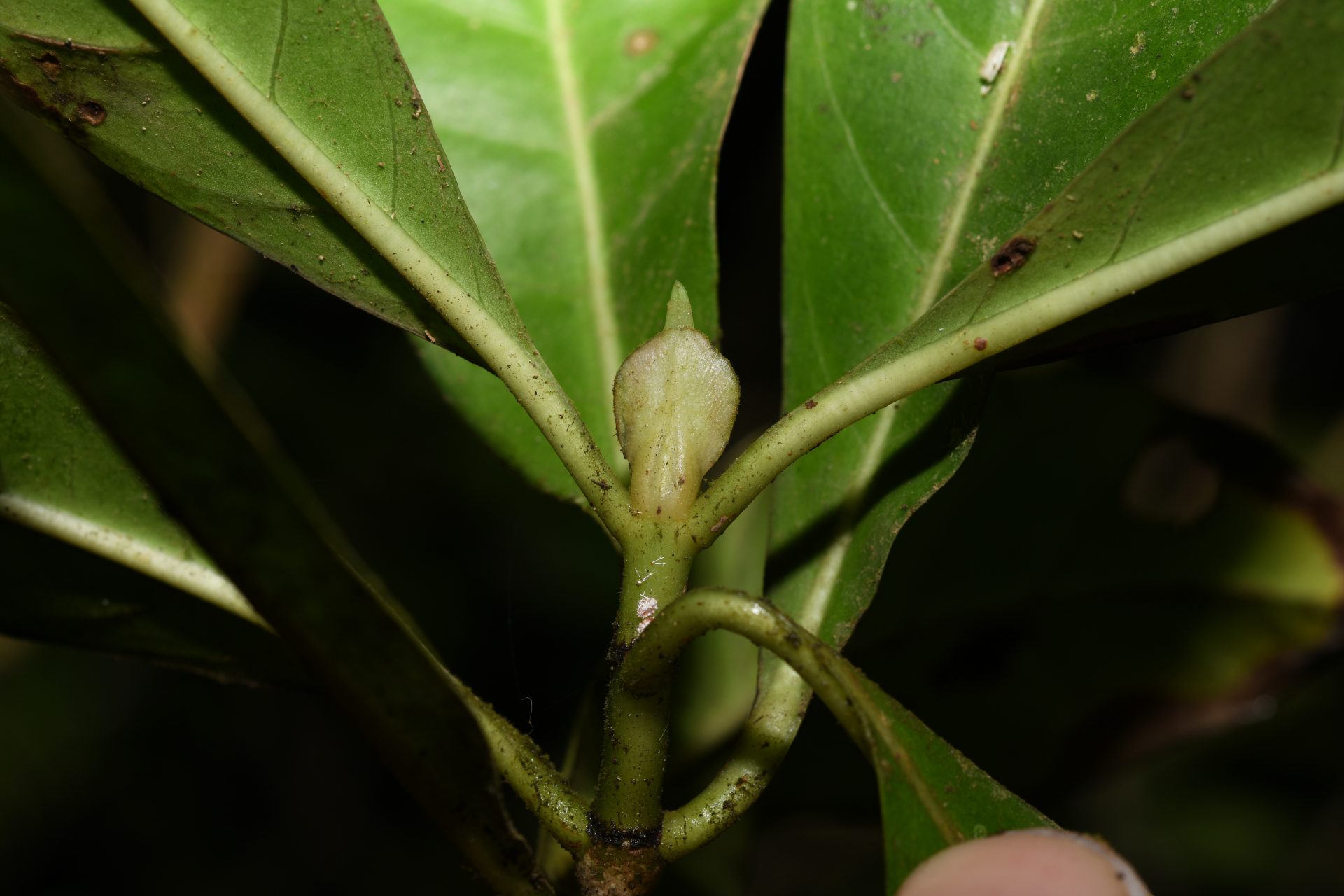 Psychotria guianensis (Aubl.) Clos - Photo Bivouac Naturaliste