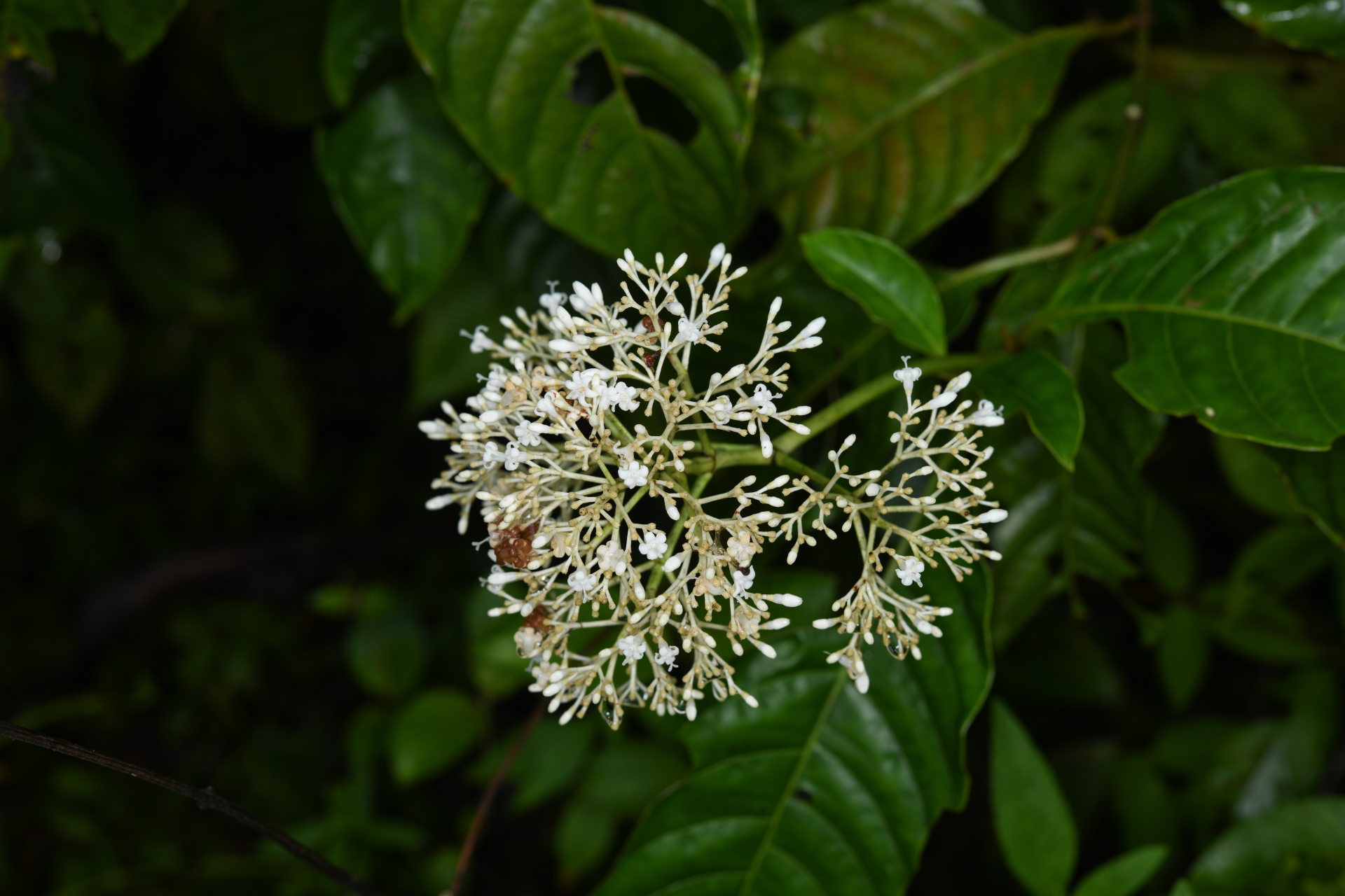 Psychotria guianensis (Aubl.) Clos - Photo Bivouac Naturaliste