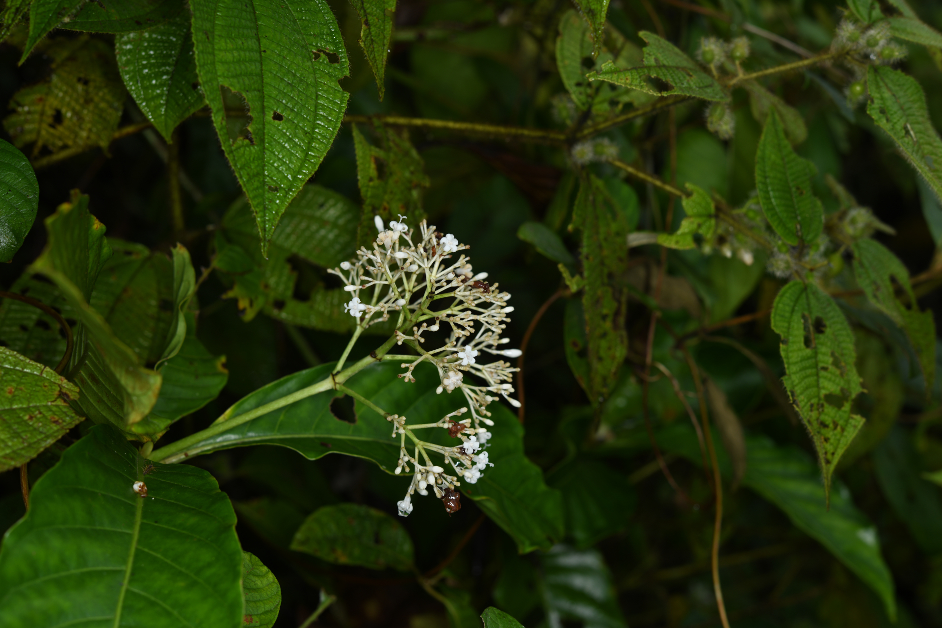 Psychotria guianensis (Aubl.) Clos - Photo Bivouac Naturaliste