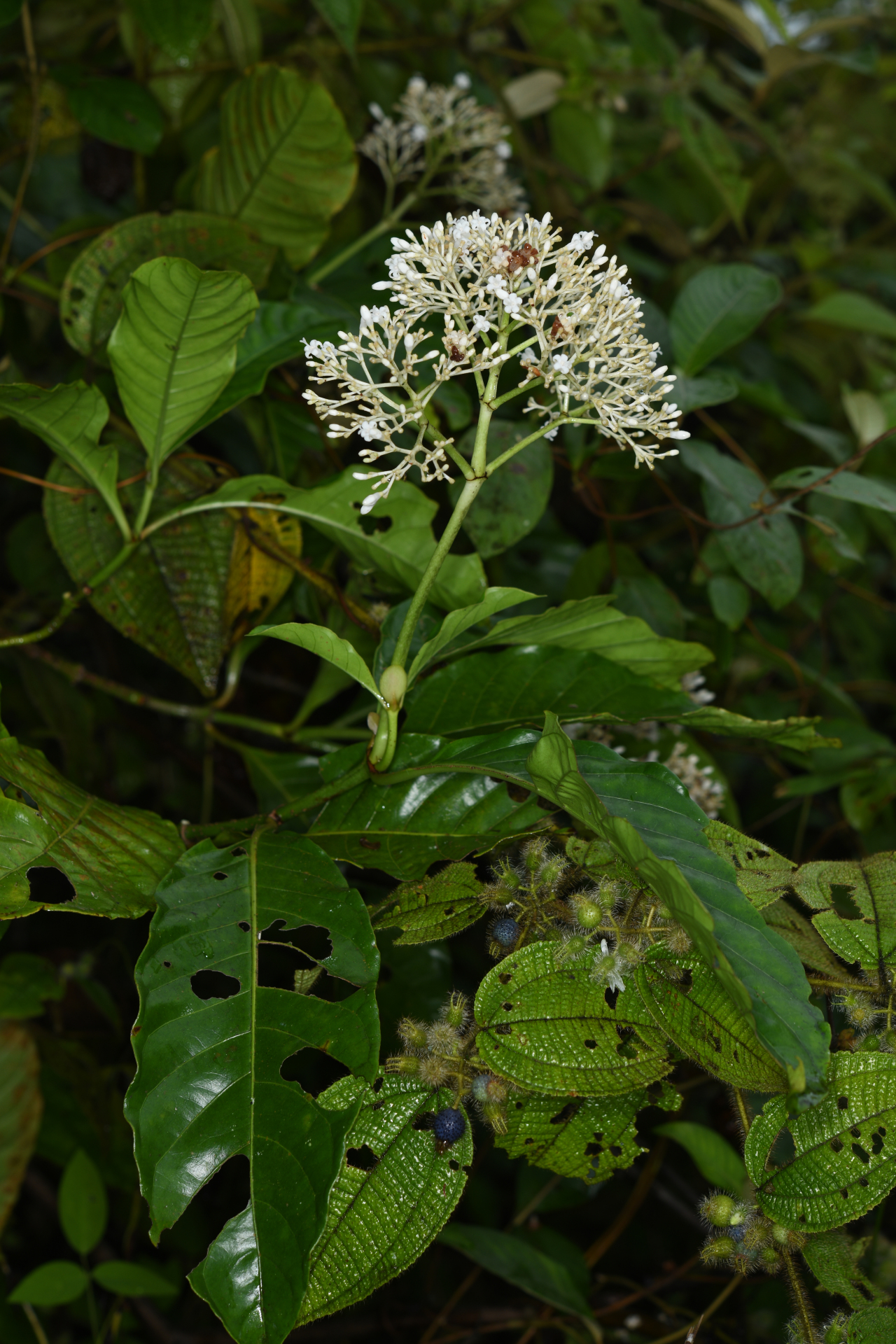 Psychotria guianensis (Aubl.) Clos - Photo Bivouac Naturaliste