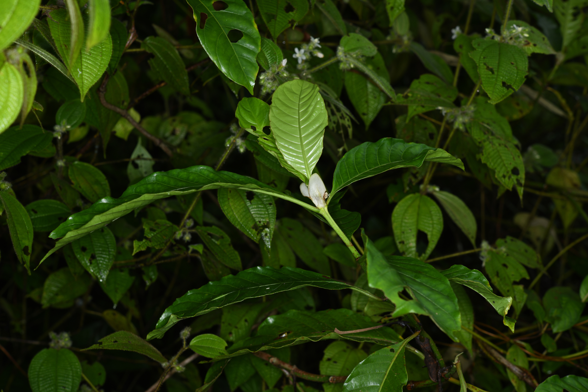 Psychotria guianensis (Aubl.) Clos - Photo Bivouac Naturaliste