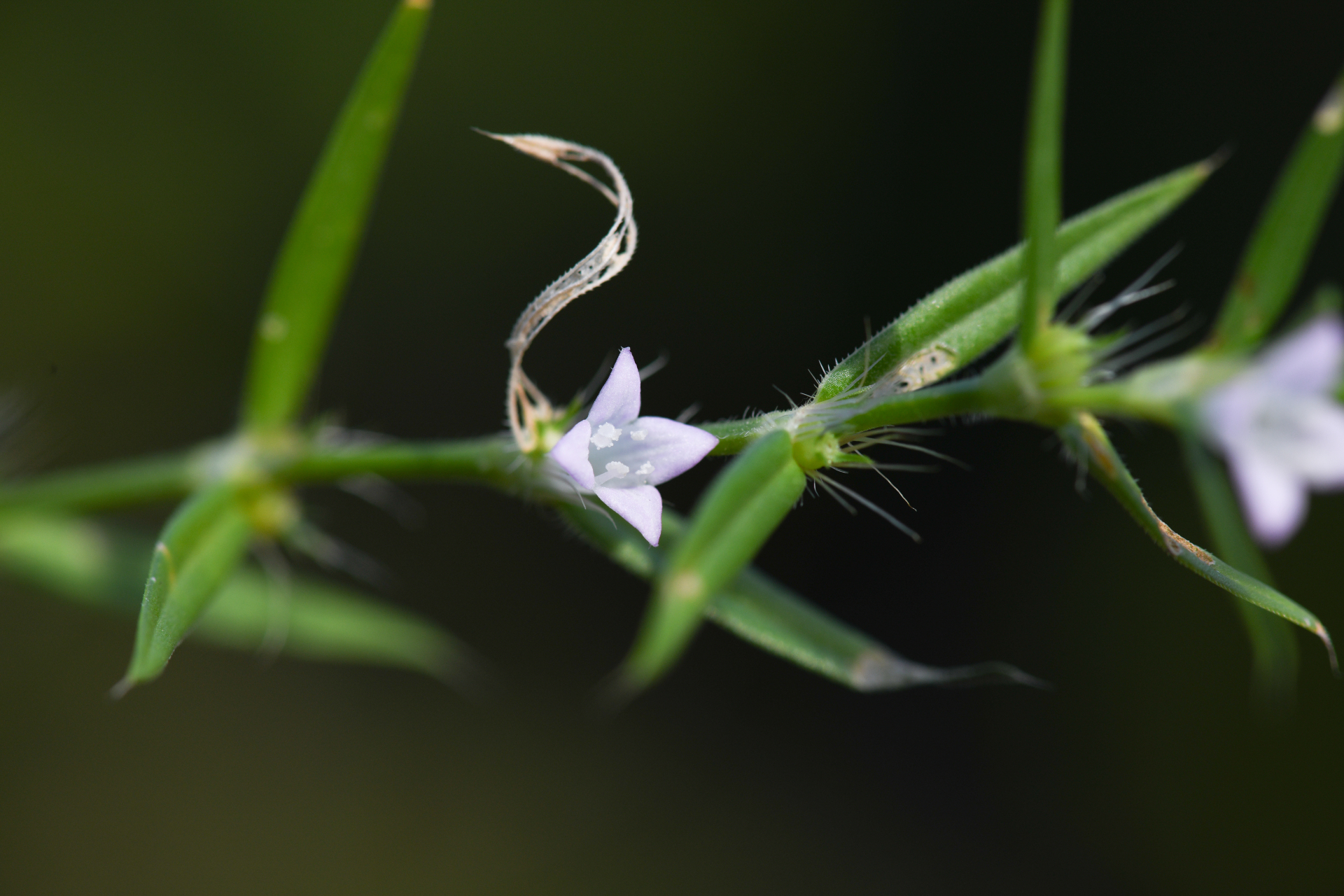 Hexasepalum apiculatum (Willd.) Delprete & J.H.Kirkbr. - Photo Bivouac Naturaliste